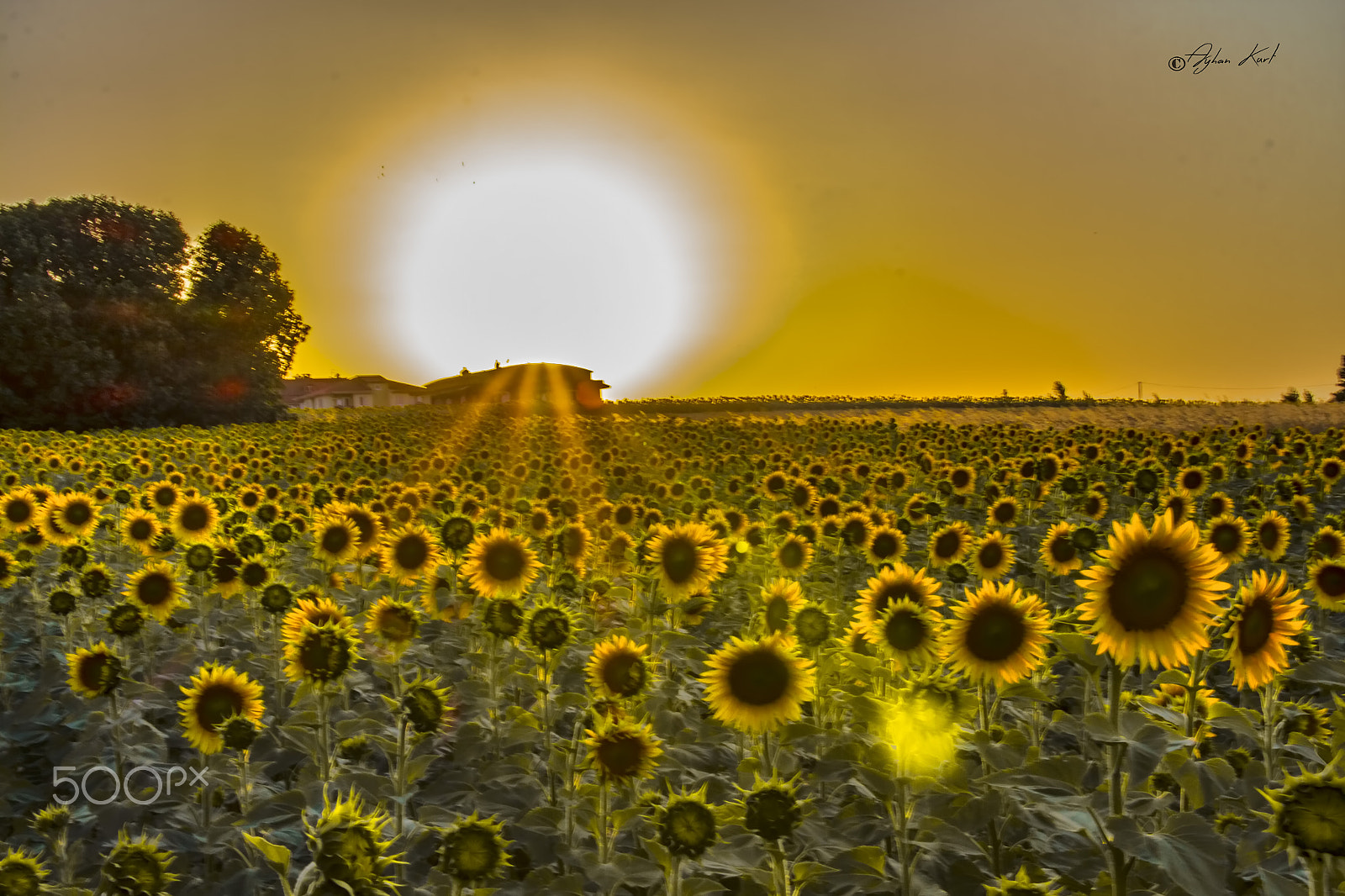 Sigma 18-250mm F3.5-6.3 DC OS HSM sample photo. Yellow sun photography