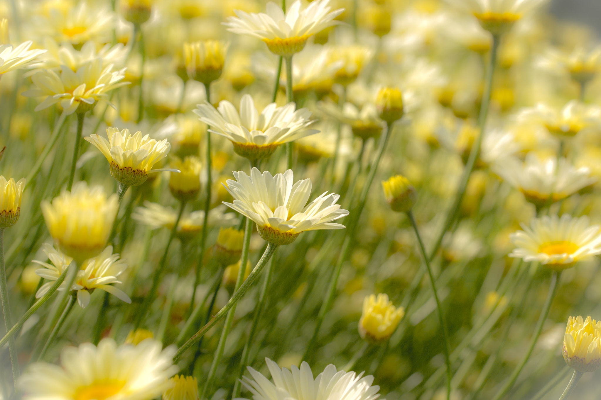 Canon EOS-1D Mark IV sample photo. Summer flowers photography