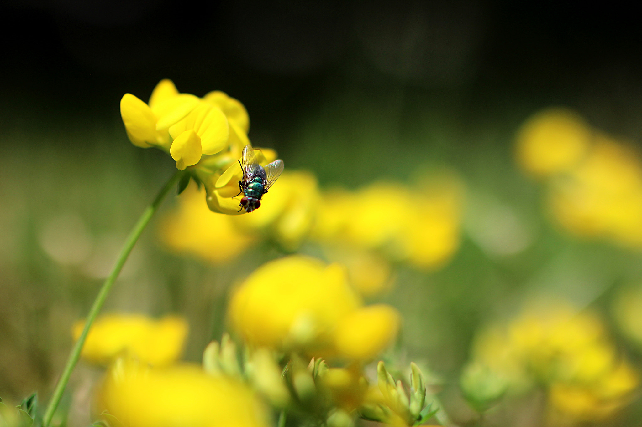 Tamron SP 45mm F1.8 Di VC USD sample photo. The life of this fly. photography