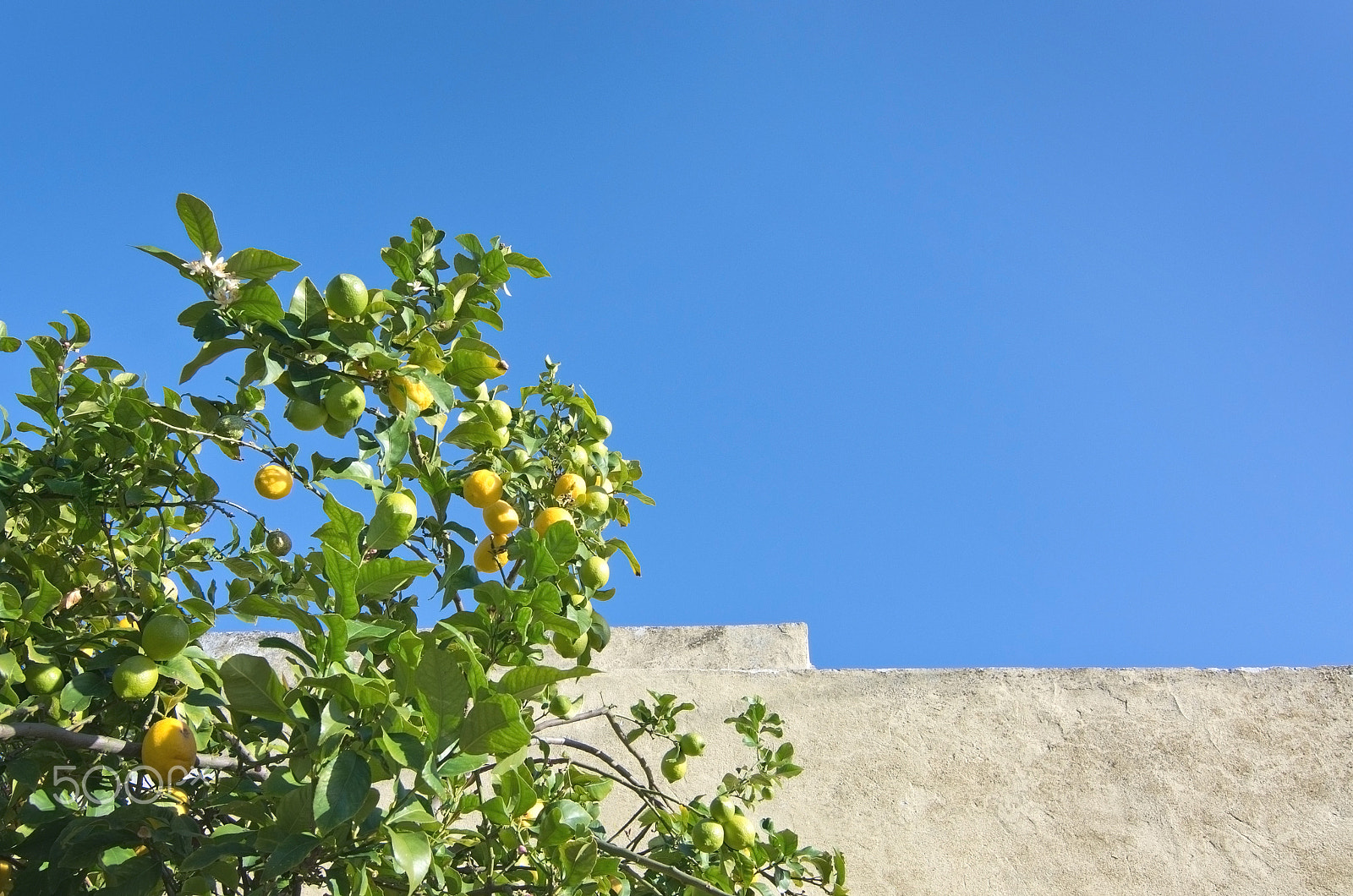 Sigma 8mm F3.5 EX DG Circular Fisheye sample photo. Lemon tree with fruits photography