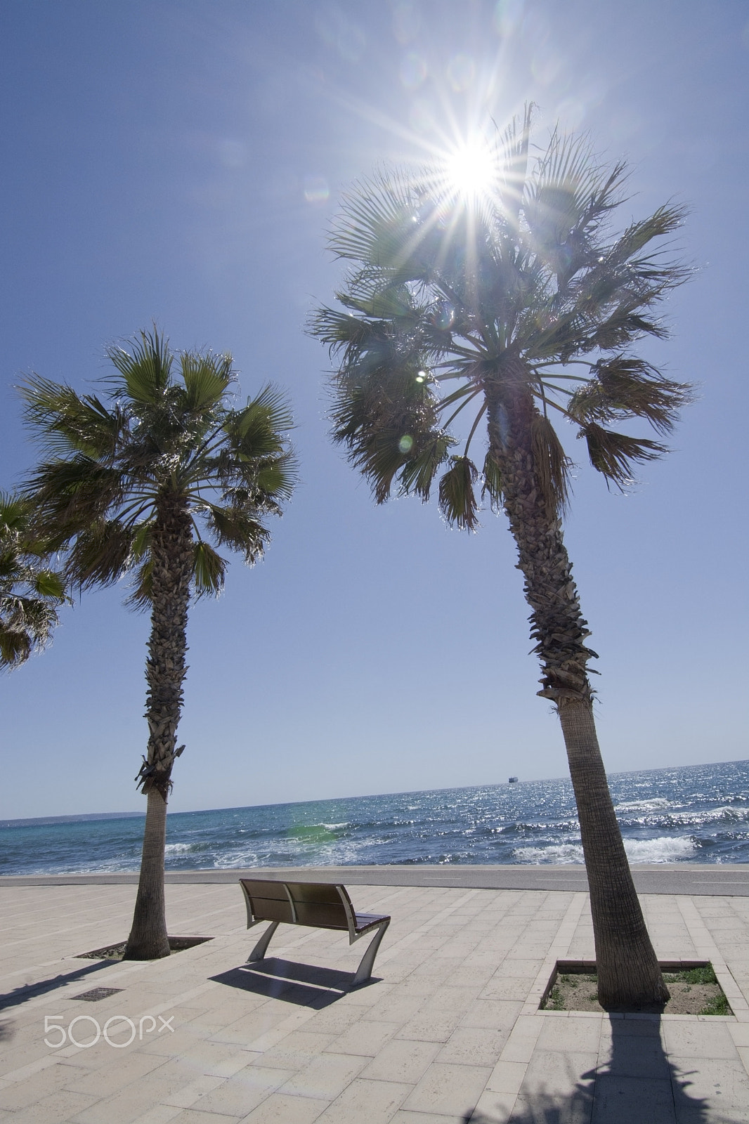 AF Zoom-Nikkor 24-50mm f/3.3-4.5D sample photo. Radiant sun palms and seaside bench photography