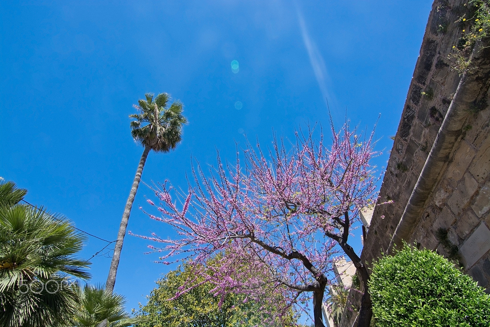 AF Zoom-Nikkor 35-70mm f/2.8D N sample photo. Pink flowering tree palma photography