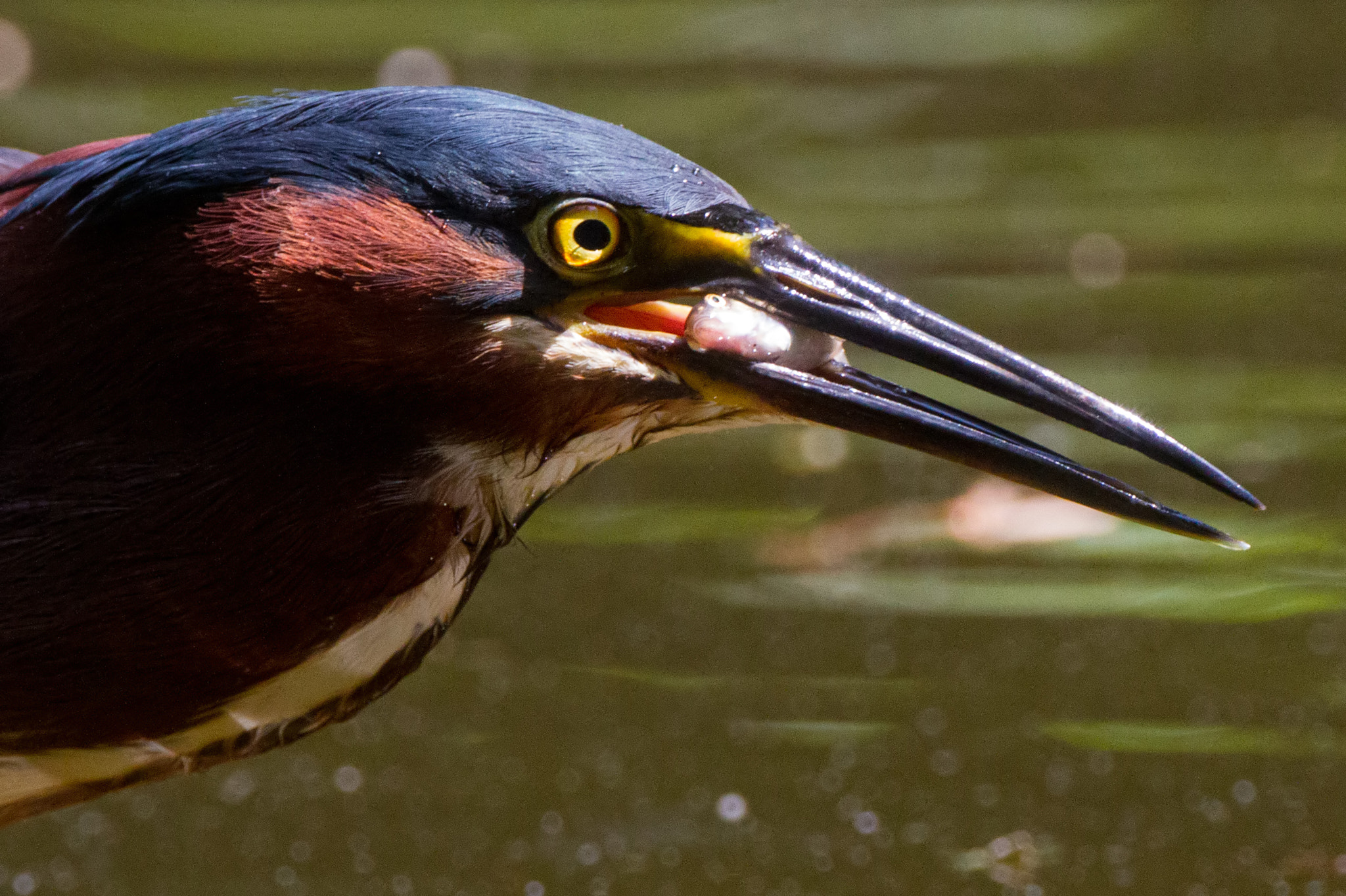Canon EF 500mm F4L IS USM sample photo. Green heron with fathead minnow photography