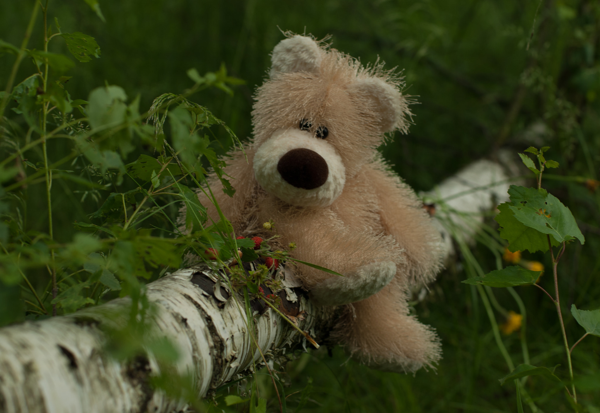 Nikon D200 + Nikon AF Nikkor 50mm F1.4D sample photo. Это моя земляника! photography