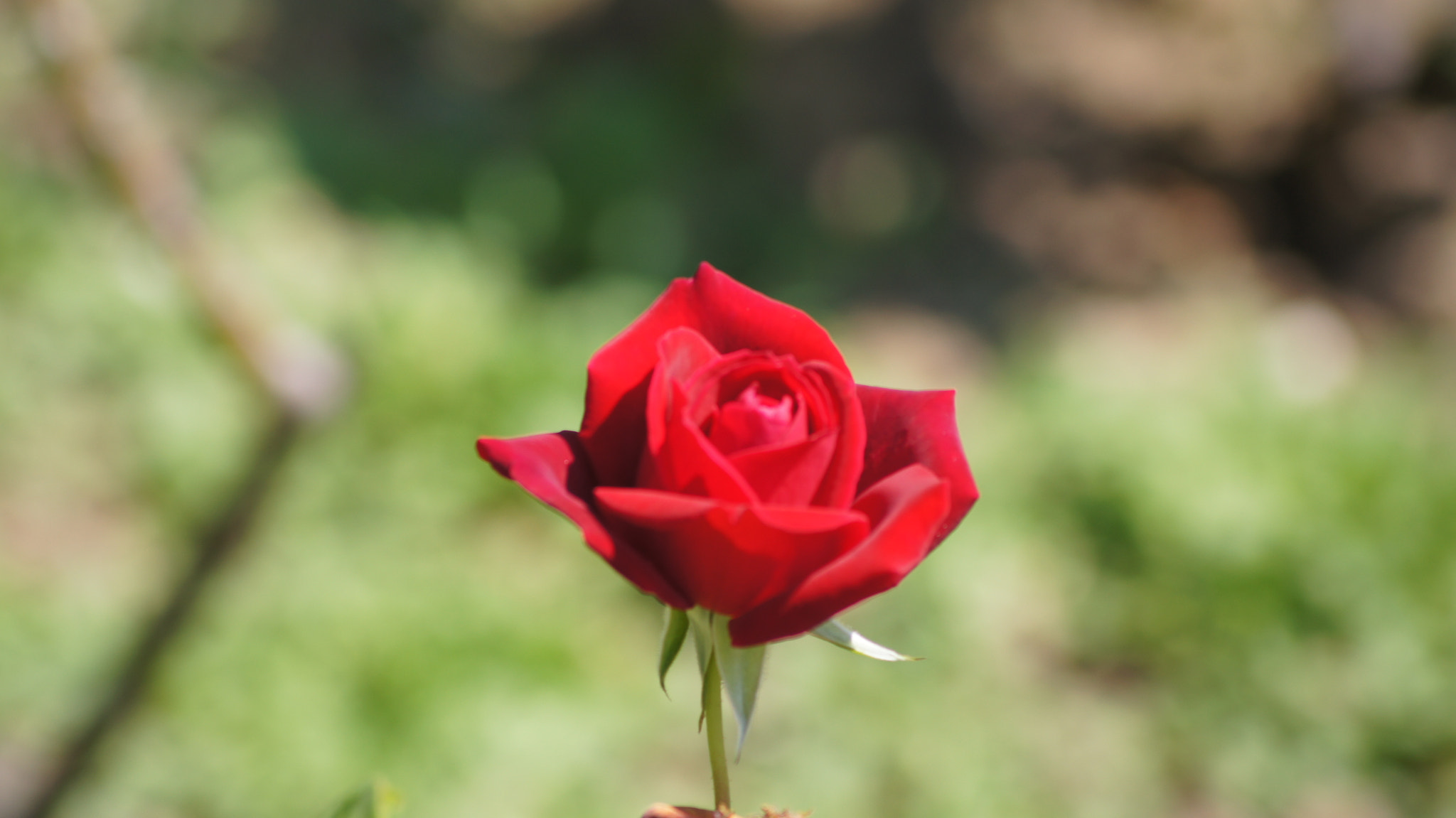Sony DT 55-200mm F4-5.6 SAM sample photo. Rose photography
