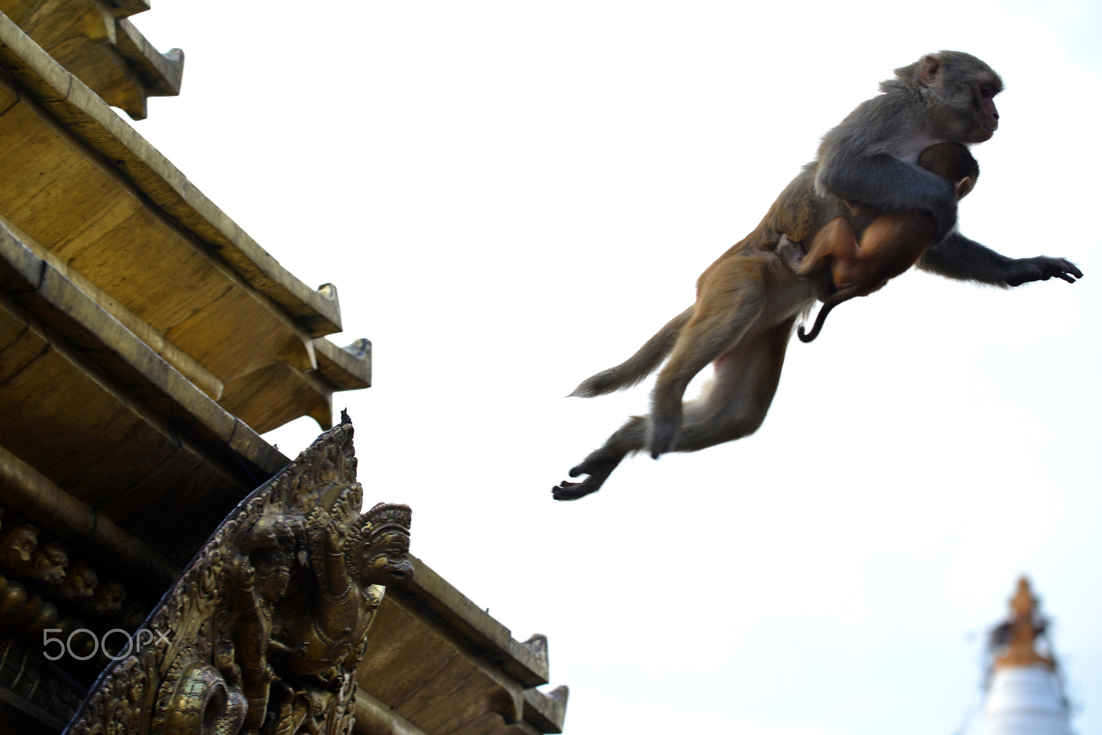 Nikon D600 sample photo. Monkey with baby jumping from the roof photography