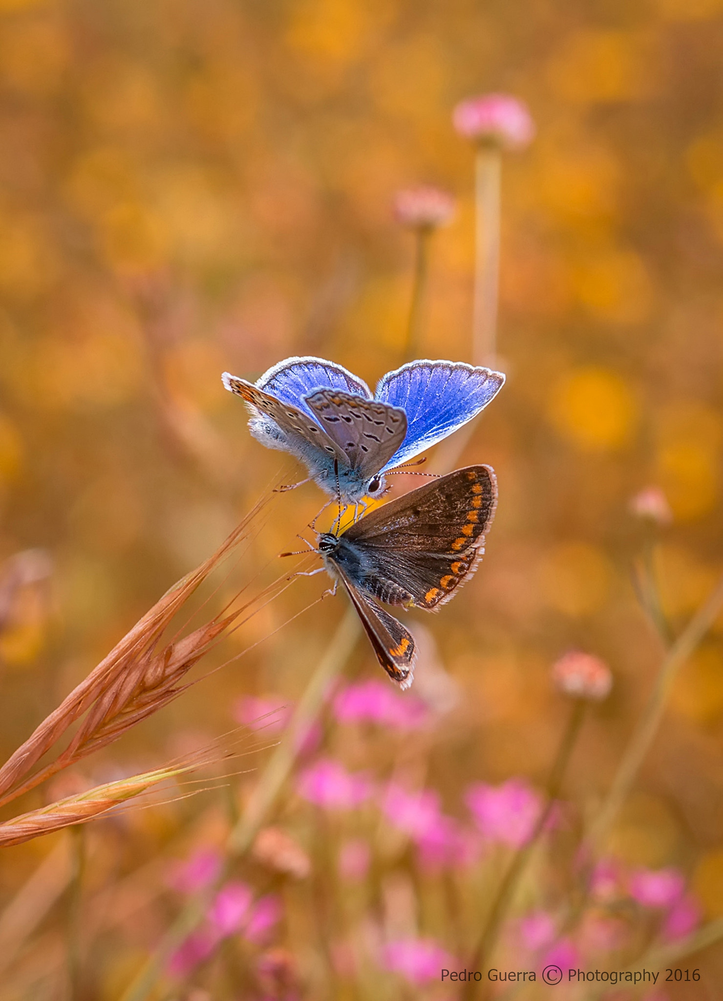 Canon EOS 70D + Canon EF 100mm F2.8 Macro USM sample photo. Dating photography