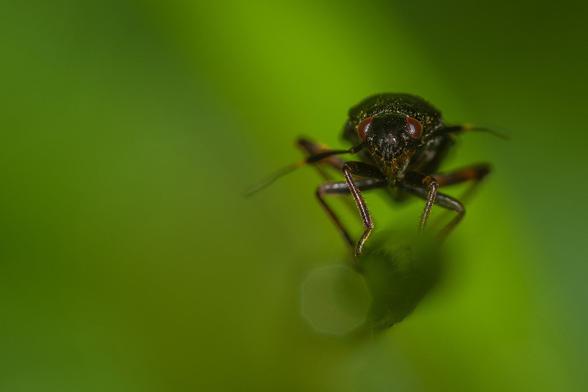 Nikon AF Micro-Nikkor 200mm F4D ED-IF sample photo. Hello world ! photography