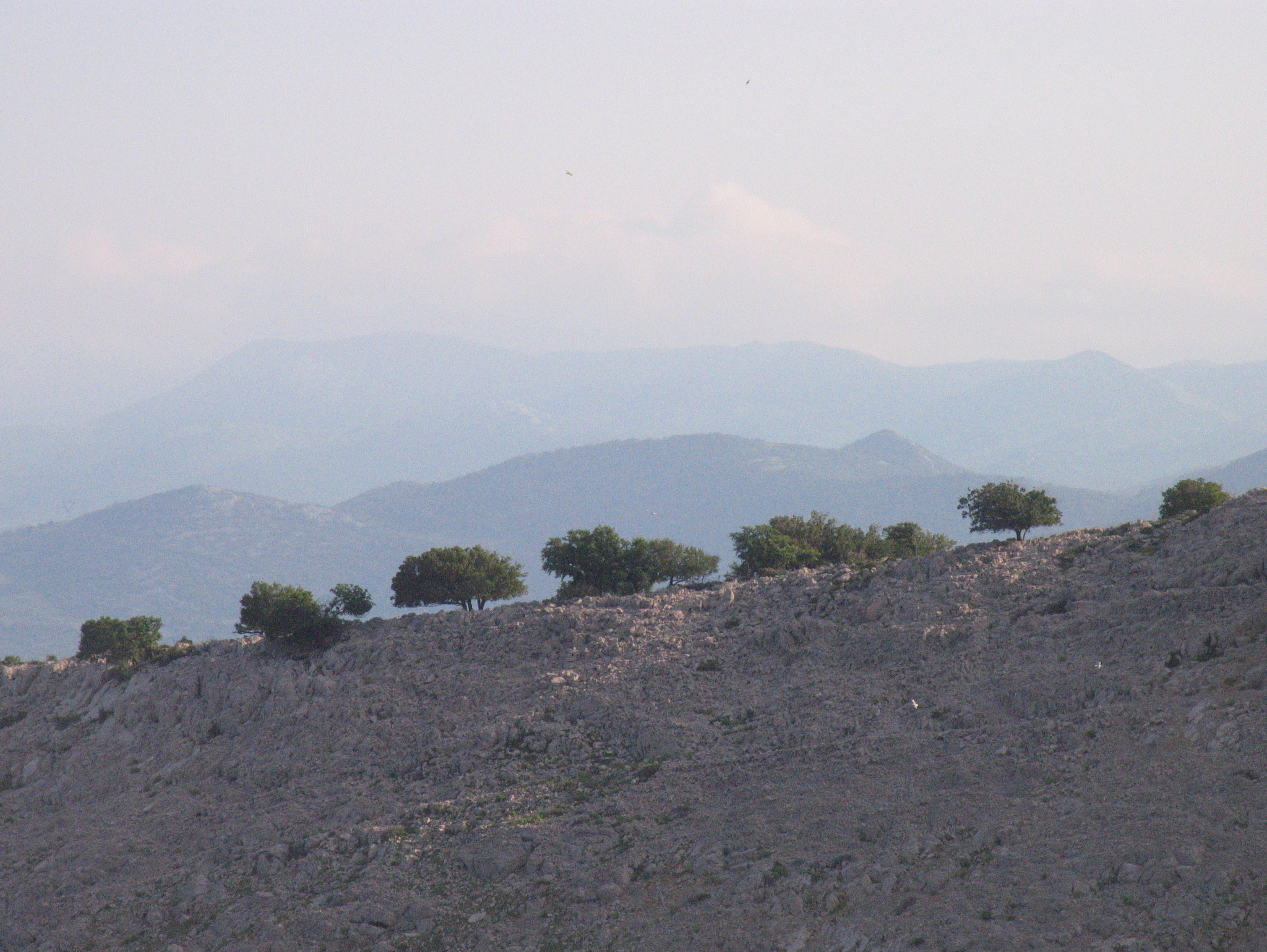 Canon POWERSHOT PRO1 sample photo. Silent observers photography