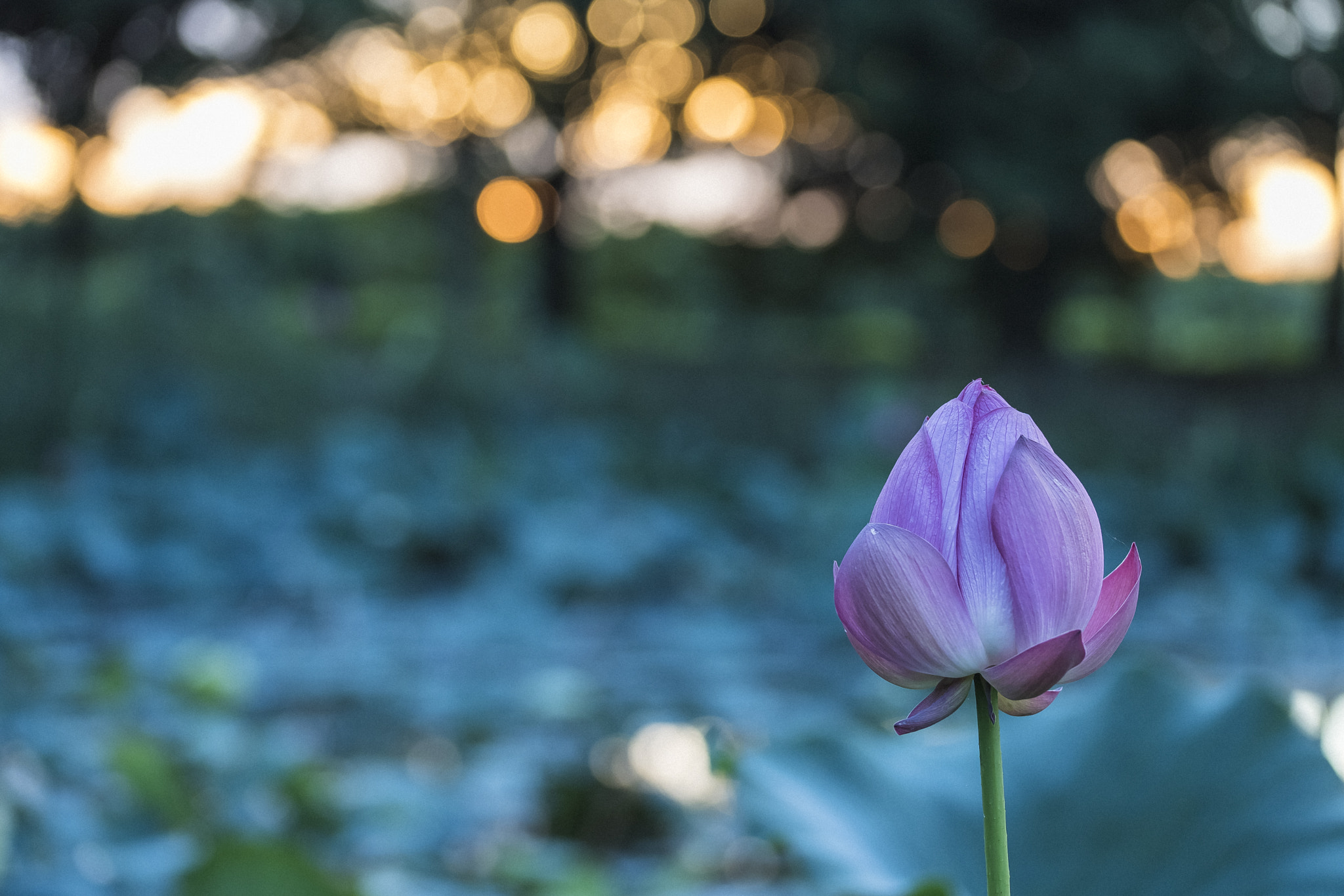 Nikon D5 sample photo. In morning of early summer days photography