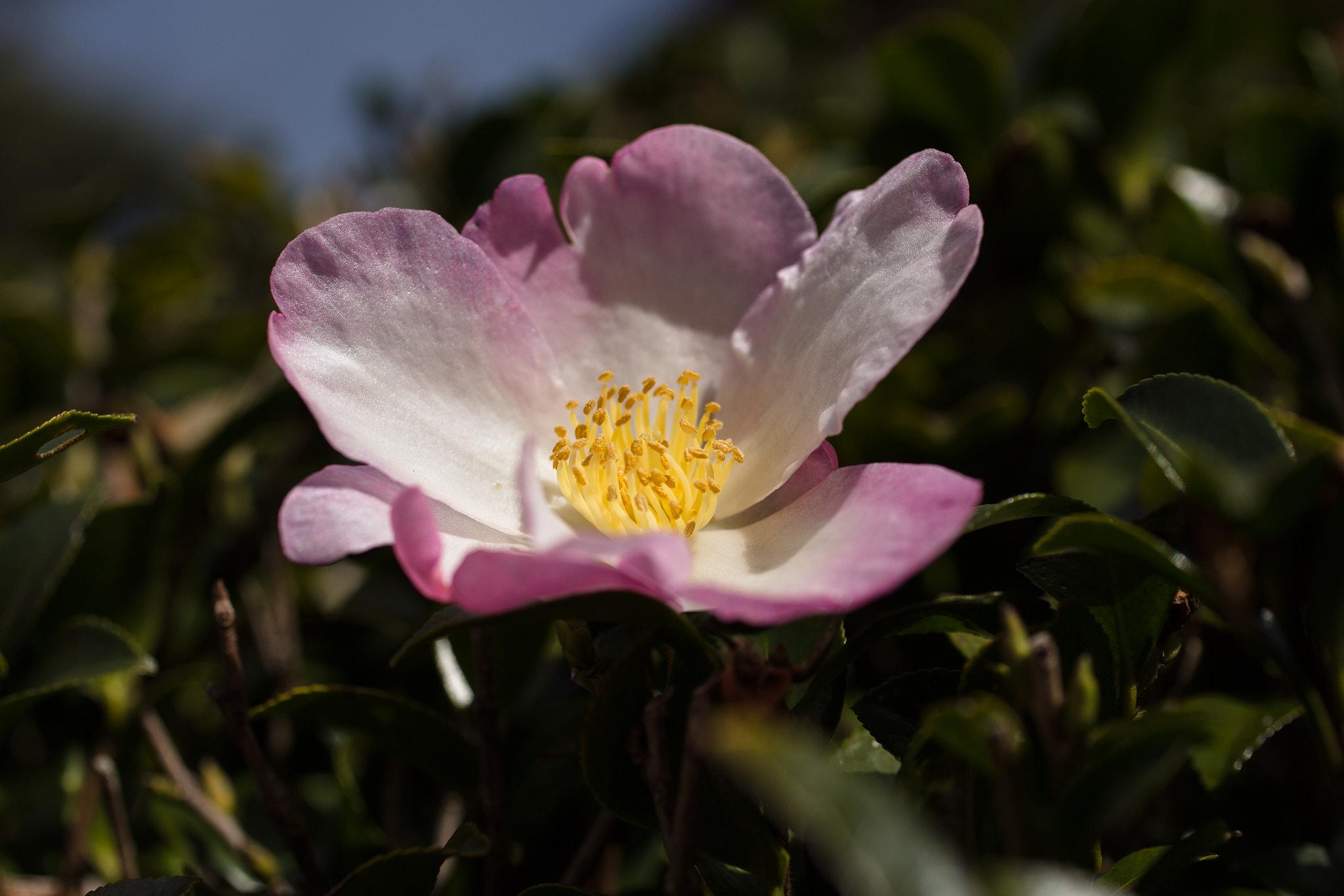 Canon EOS 6D + Canon EF 50mm F2.5 Macro sample photo. The one photography