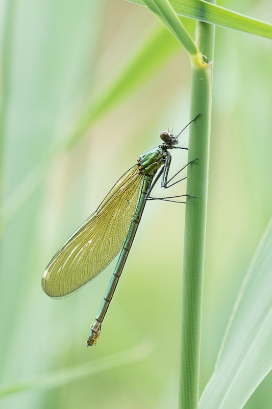 Sony ILCA-77M2 + Sony 100mm F2.8 Macro sample photo. Banded demoiselle photography