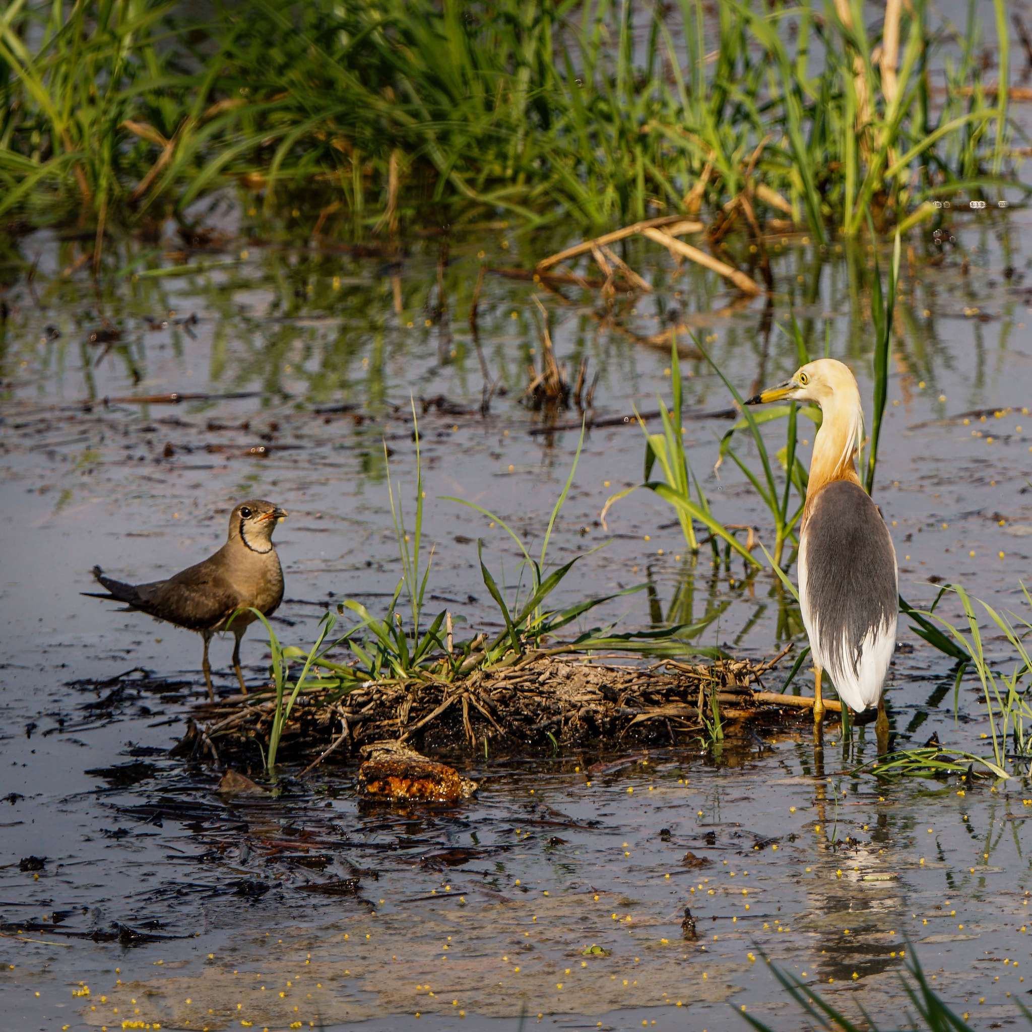 Sony ILCA-77M2 + Sony 70-400mm F4-5.6 G SSM II sample photo. Oriental pratincole & javan pond heron photography