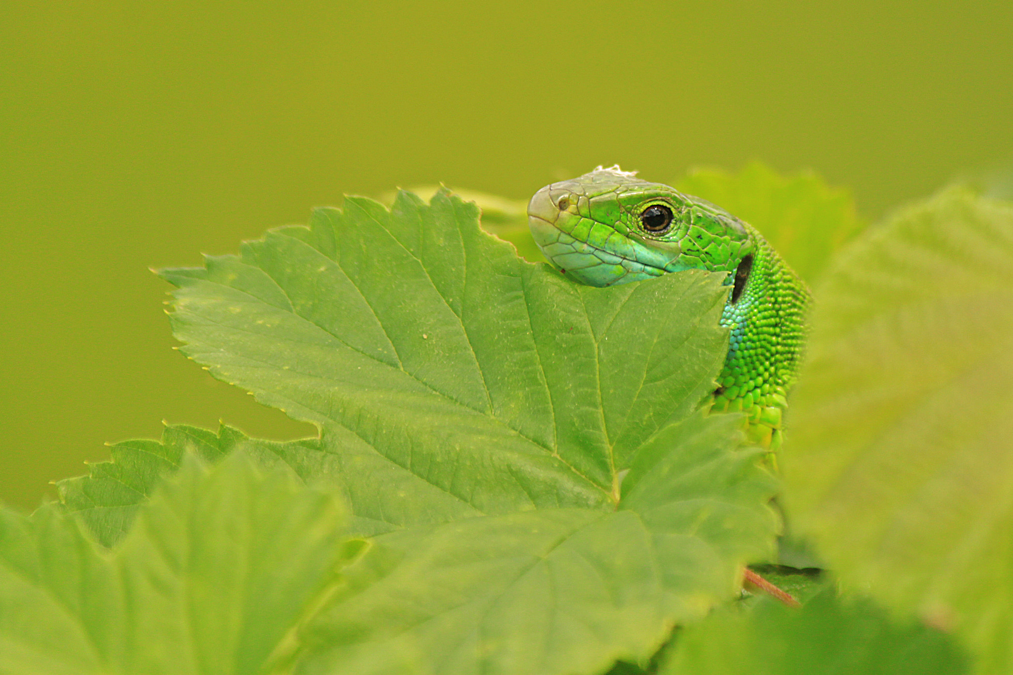 Canon EOS 500D (EOS Rebel T1i / EOS Kiss X3) sample photo. Camouflage photography