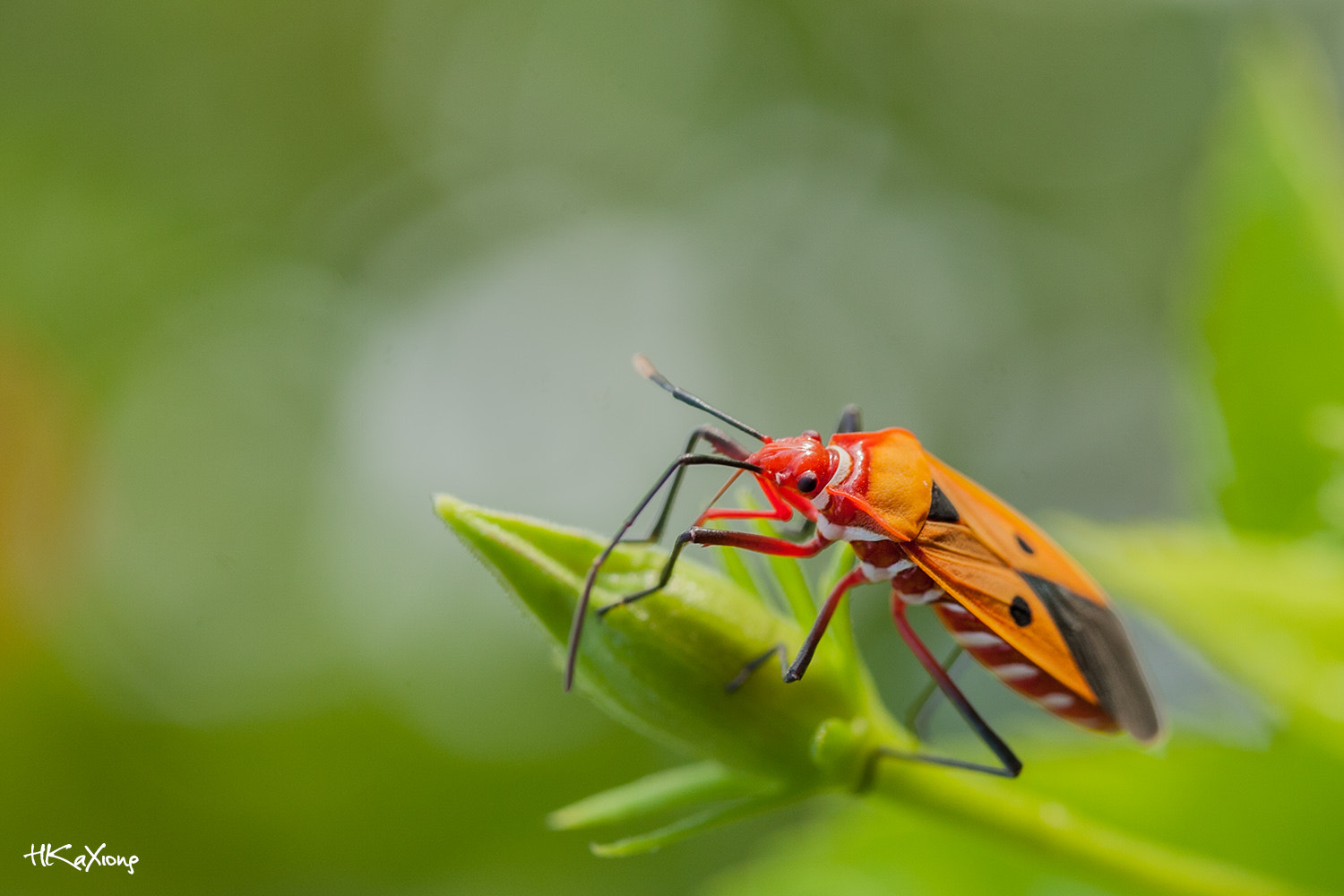 Canon EF-S 60mm F2.8 Macro USM sample photo. Pyrrhocoridae photography