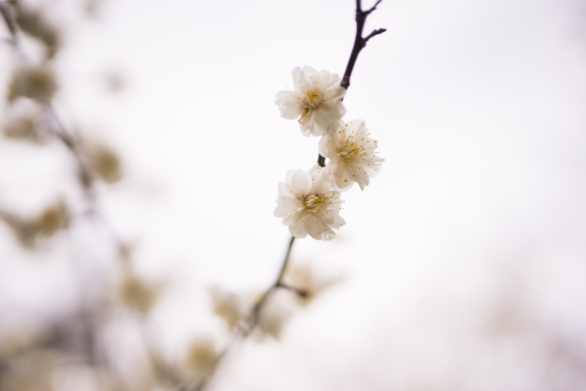 Sony a7 II + Sigma 35mm F1.4 DG HSM Art sample photo. Plum blossom photography