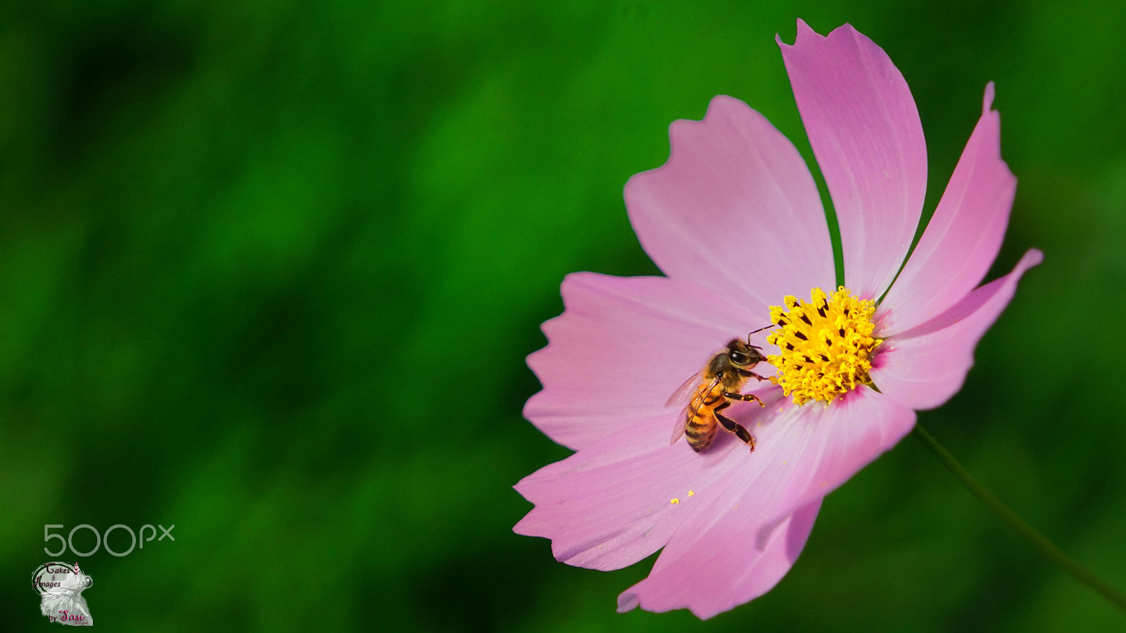 Sony a6000 + Sony FE 24-240mm F3.5-6.3 OSS sample photo. Buzzzzzzz...... photography
