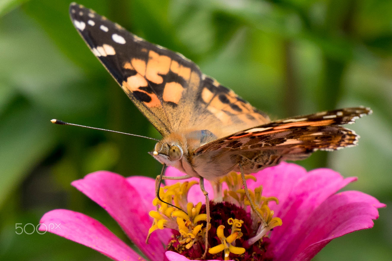 Sony a7 + Sony E 55-210mm F4.5-6.3 OSS sample photo. Butterfly photography
