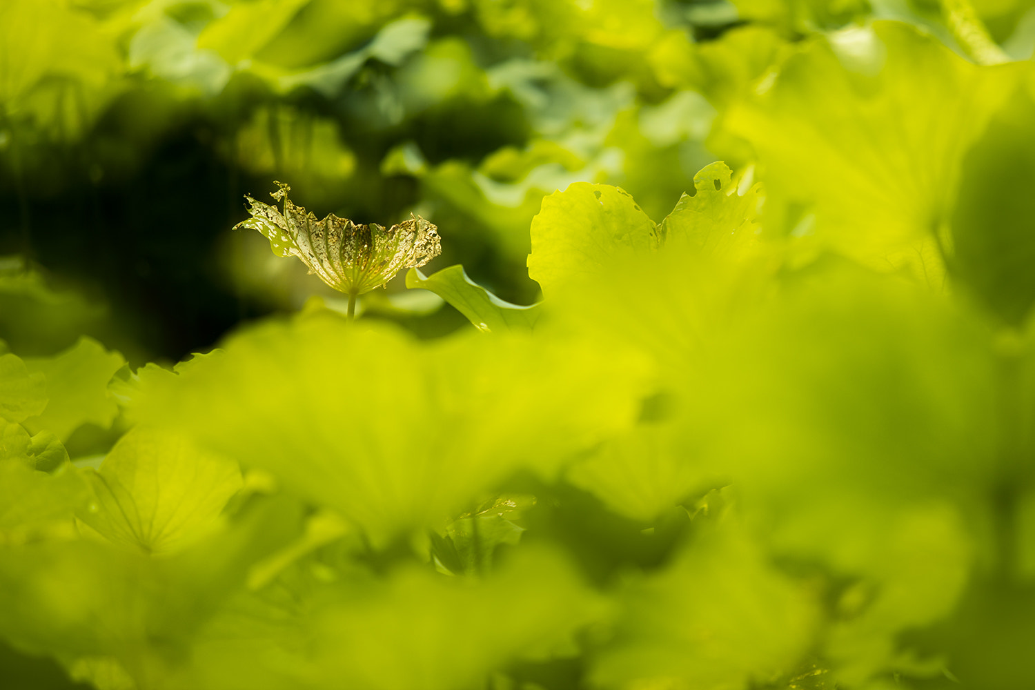 Canon EF 70-200mm F2.8L USM sample photo. Ho fa  photography