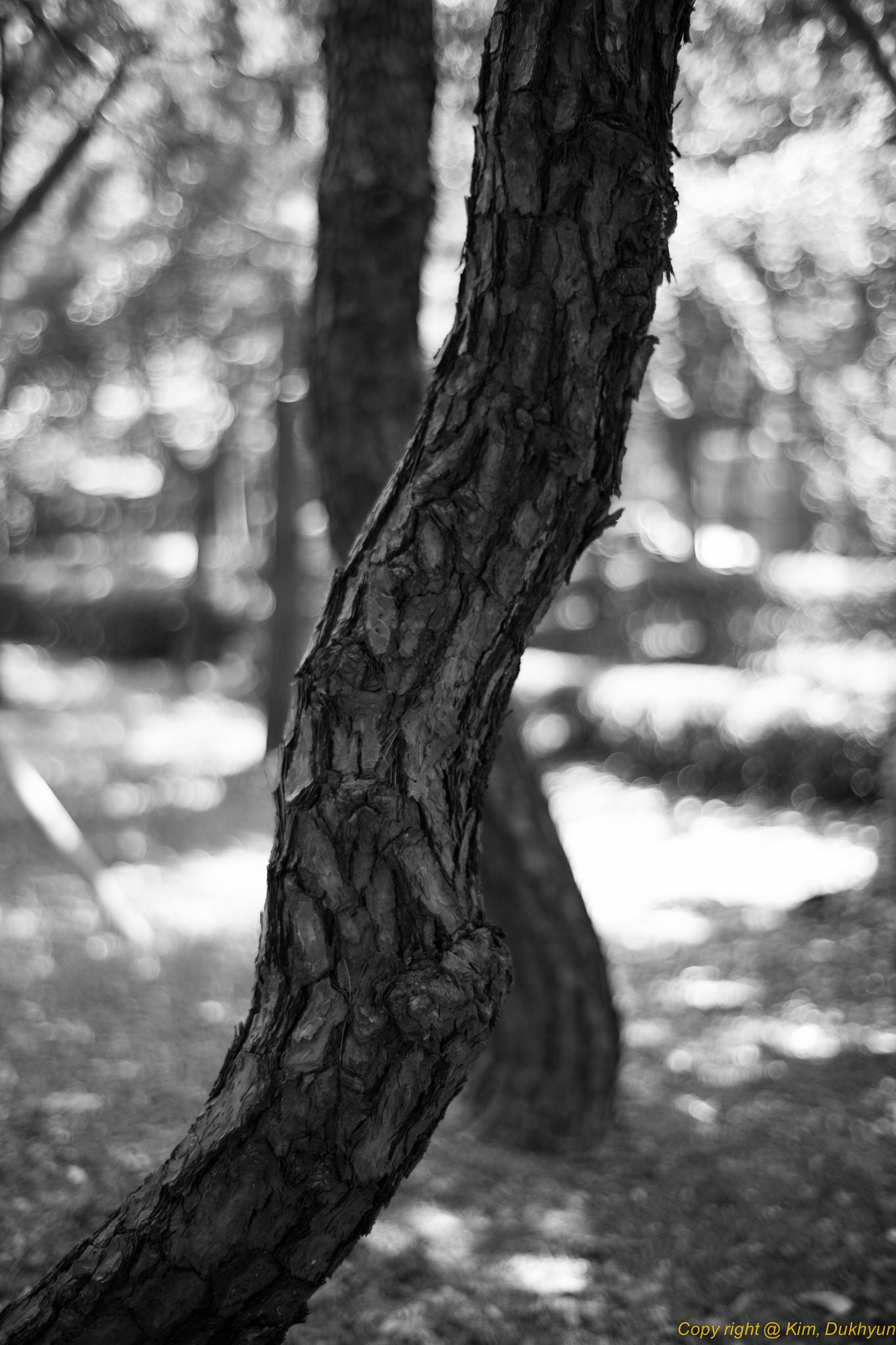 ZEISS Planar T* 50mm F1.4 sample photo. Life photography