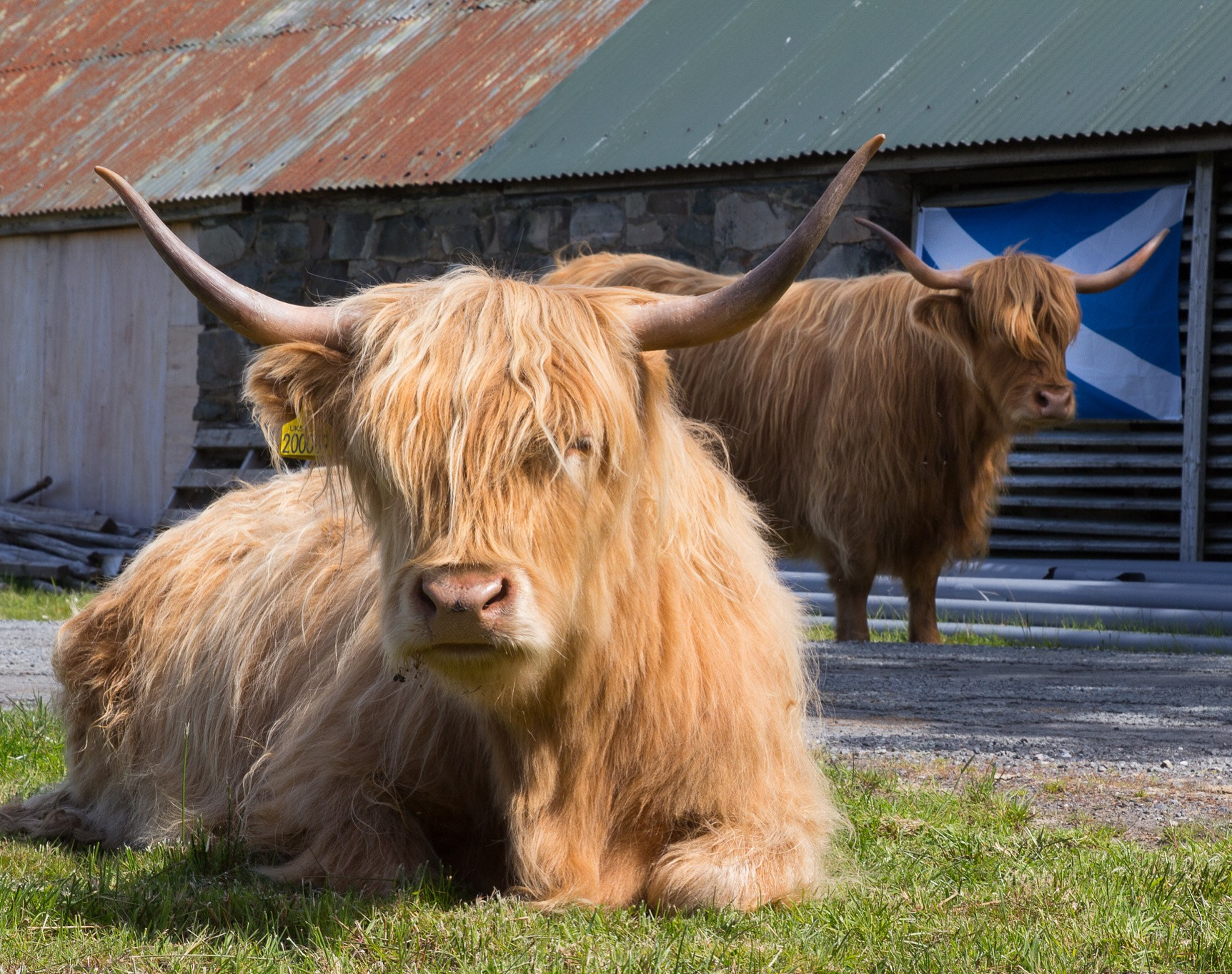 Canon EF 24-70mm F2.8L II USM sample photo. Highland cow photography