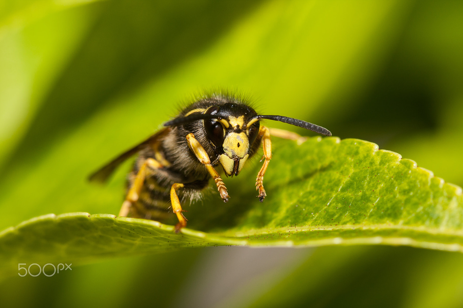 Sigma 105mm F2.8 EX DG OS HSM sample photo. Common wasp photography