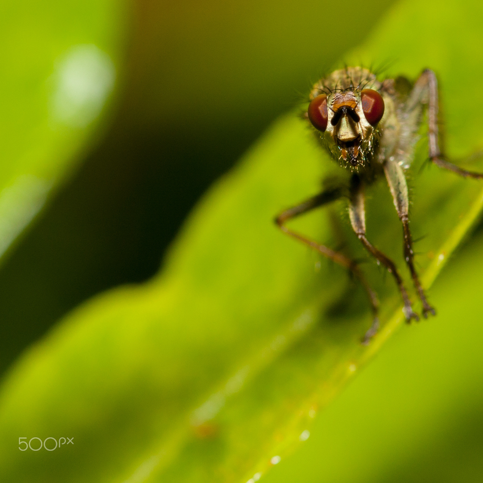 Canon EOS 40D + Sigma 105mm F2.8 EX DG OS HSM sample photo. Fly photography