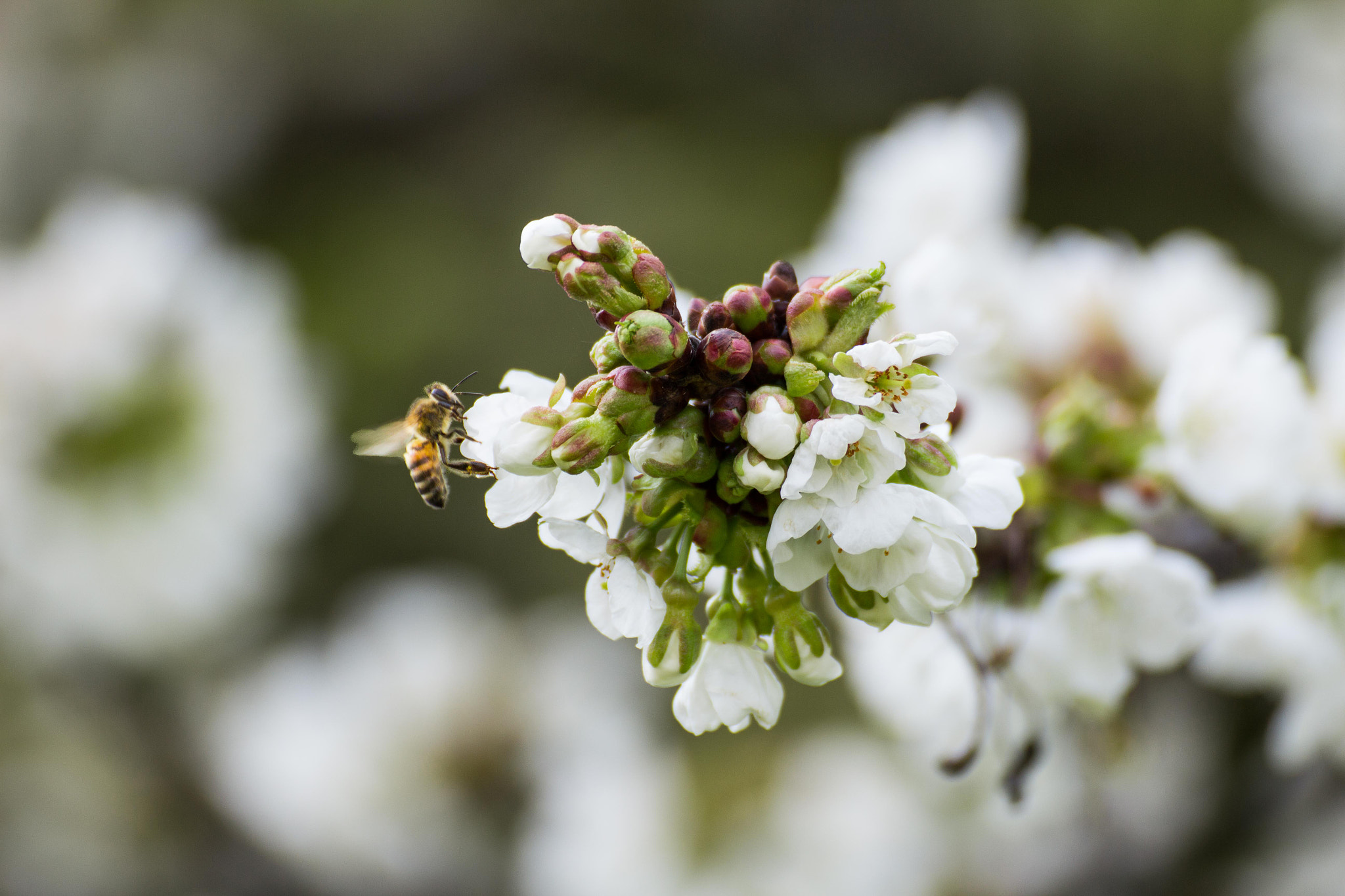 Canon EOS 650D (EOS Rebel T4i / EOS Kiss X6i) sample photo. Bee on a cherry tree photography
