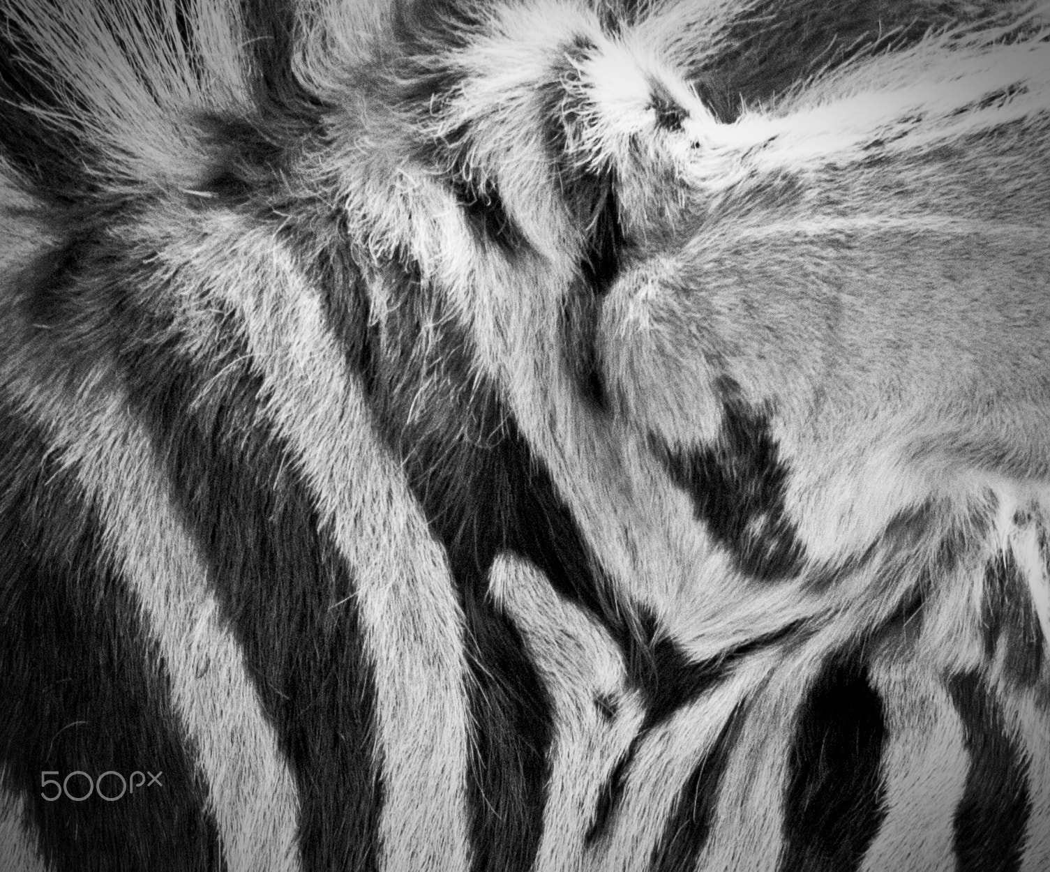 Canon EF 28-80mm f/3.5-5.6 sample photo. Zebra ear photography