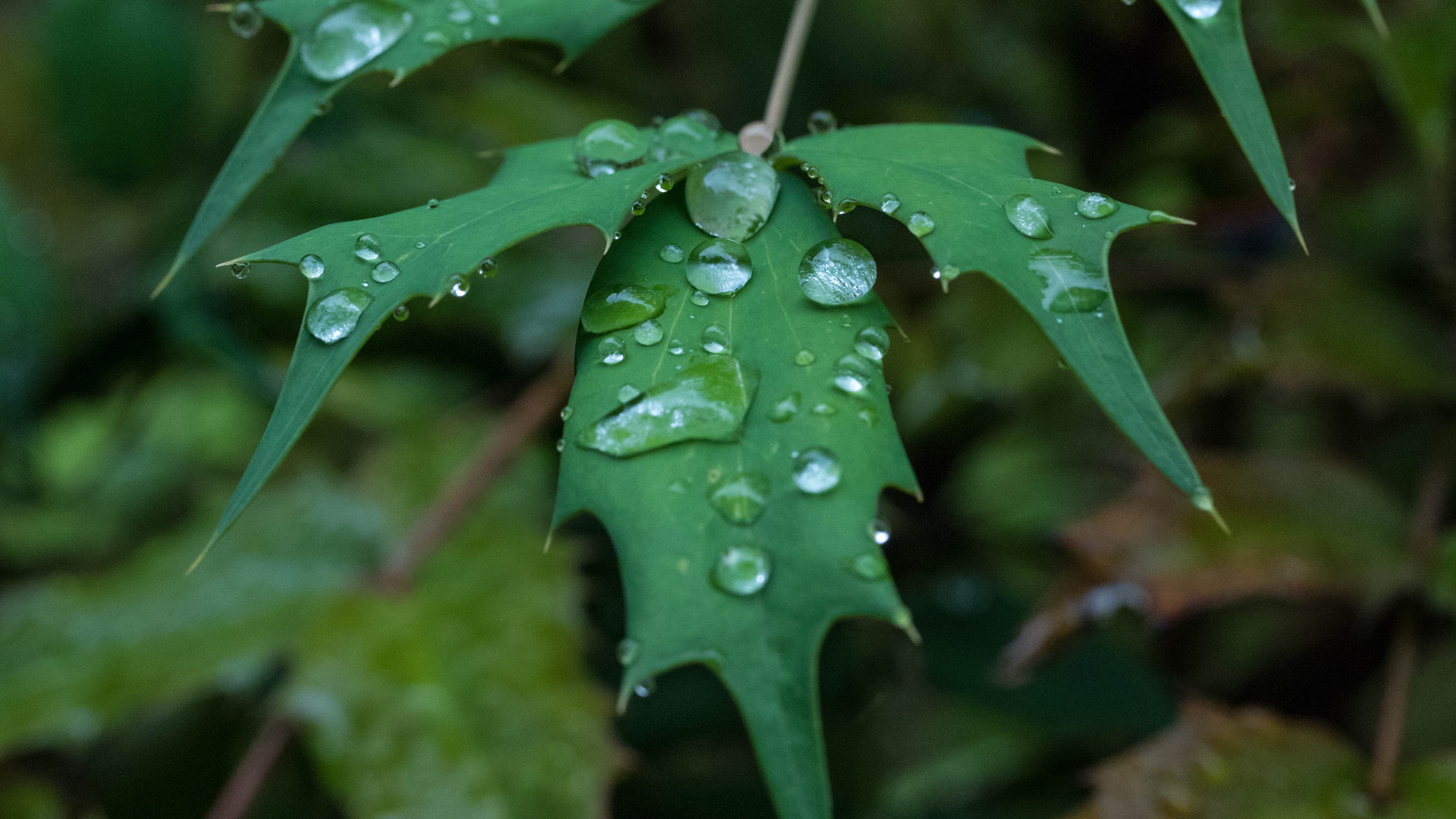Canon EOS M2 sample photo. Rain drops photography