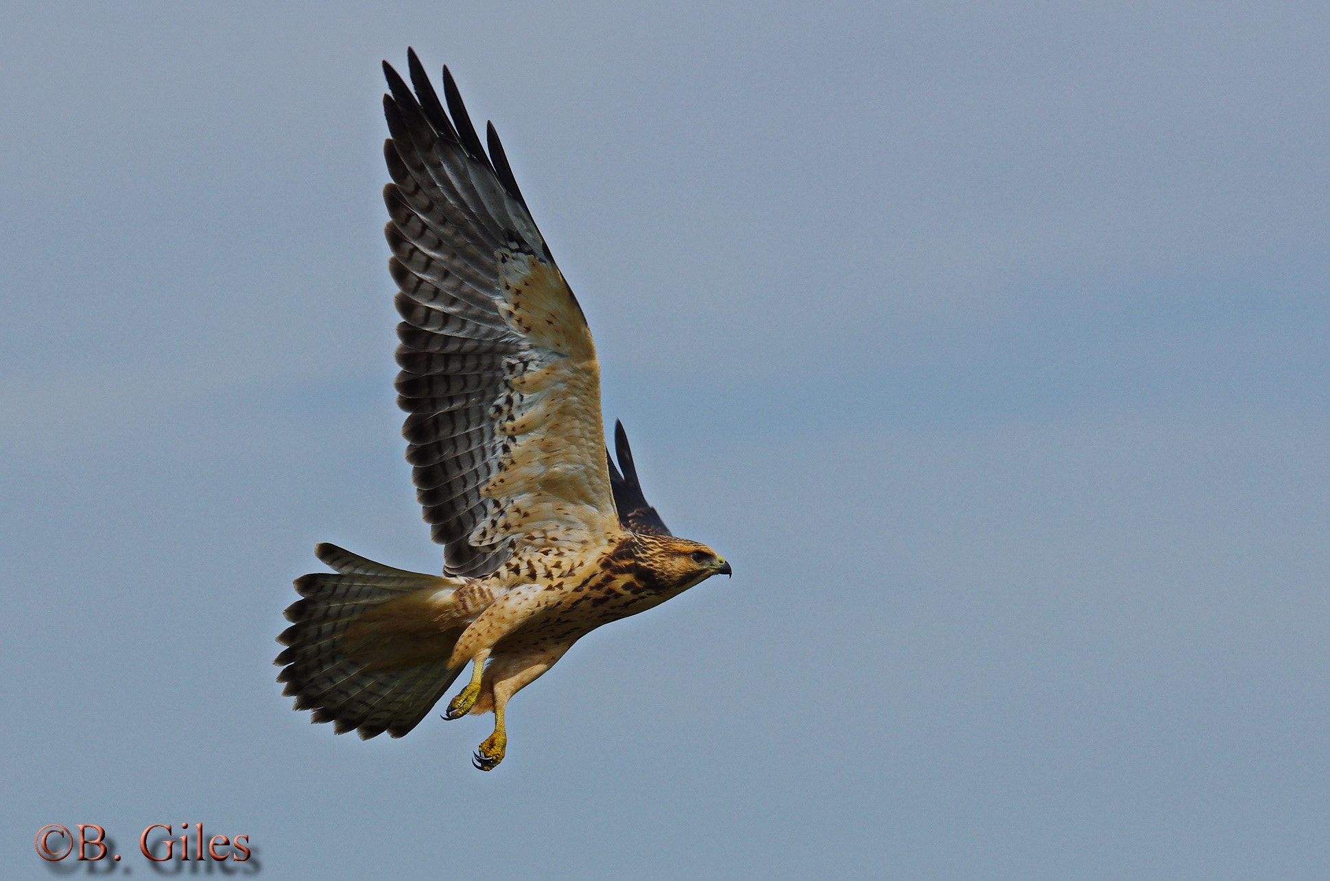 Pentax K-5 IIs sample photo. Red tail take off photography