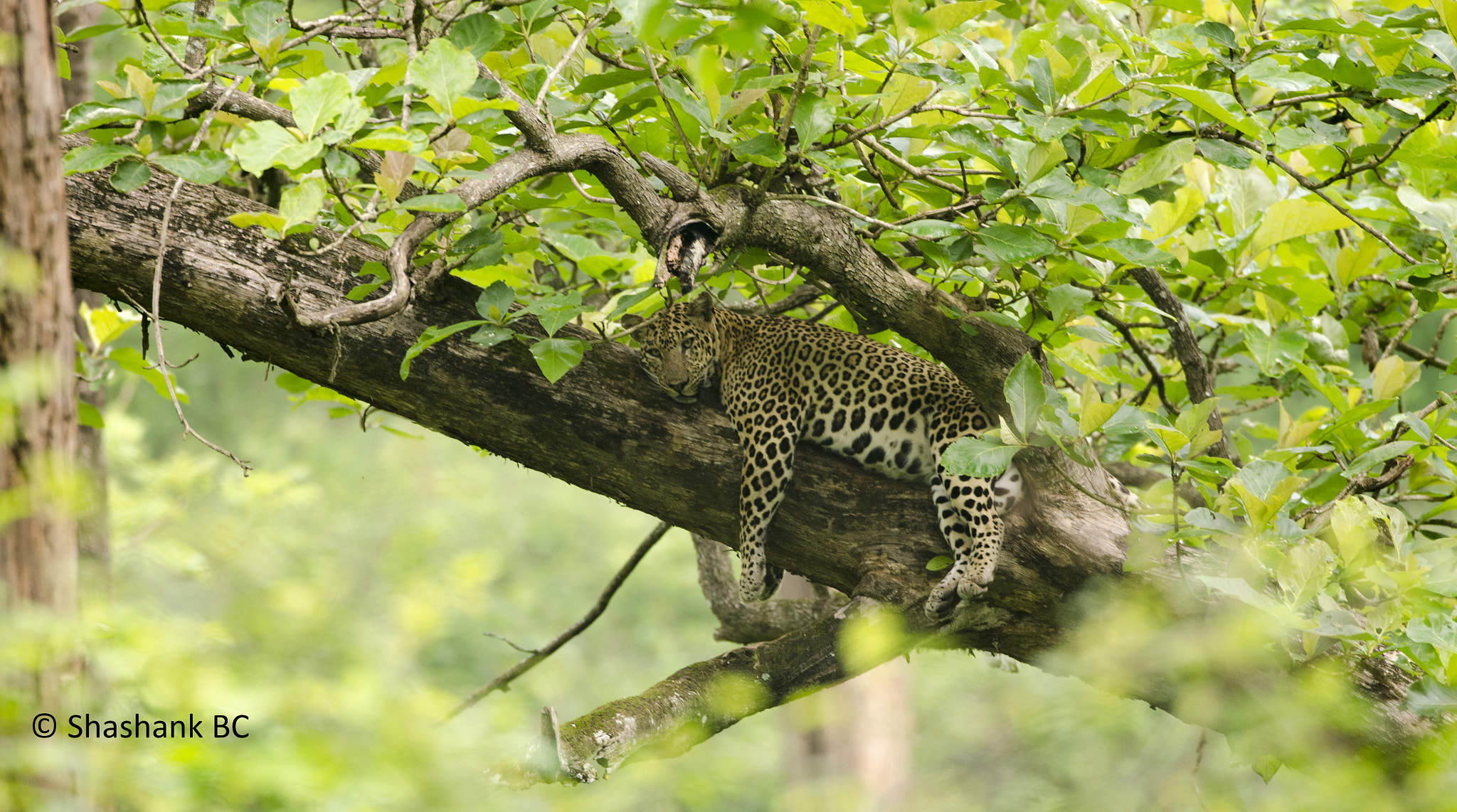Nikon D5100 sample photo. Lazy leopard  photography