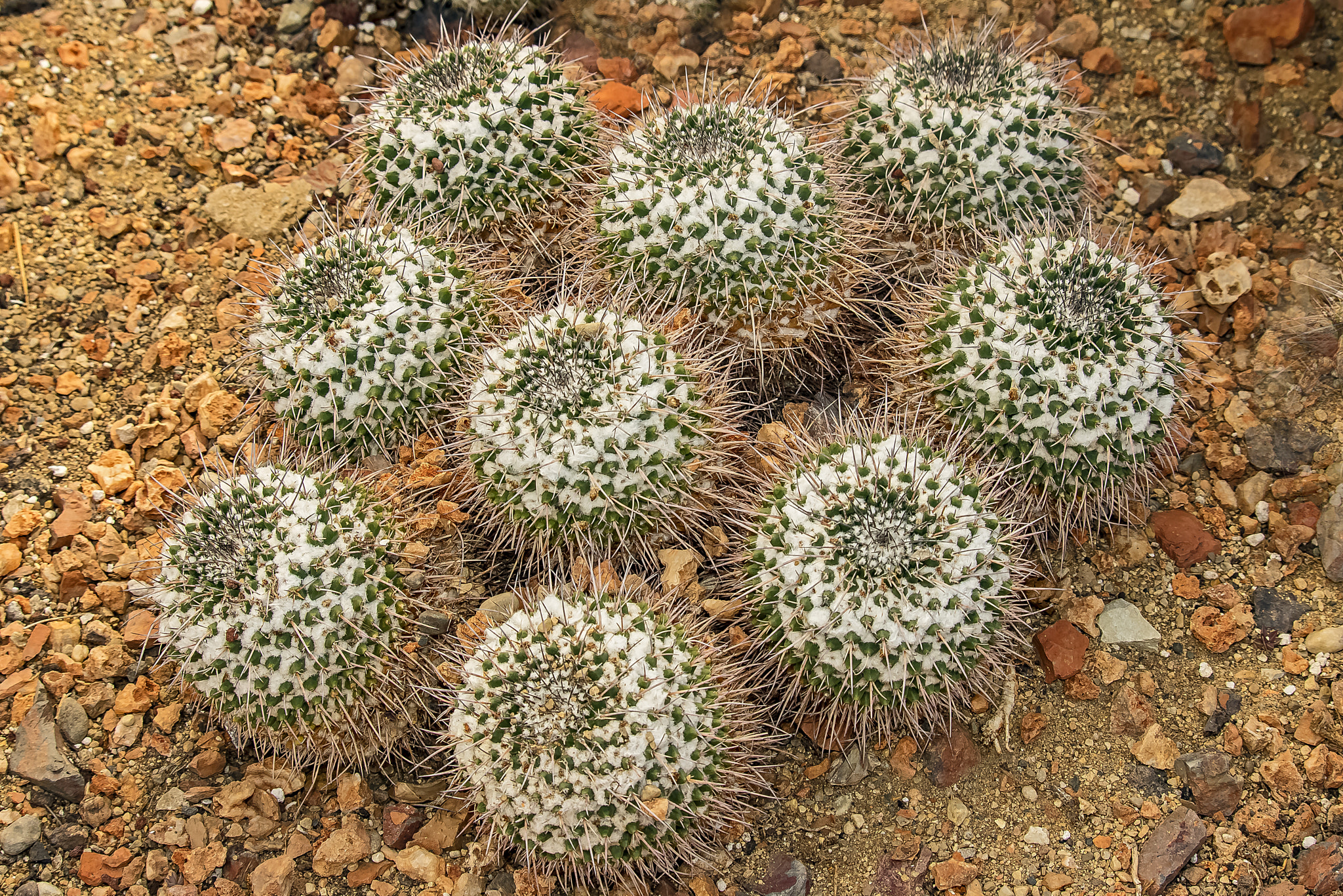 Canon EOS 760D (EOS Rebel T6s / EOS 8000D) sample photo. Plants in the oak park conservatory photography