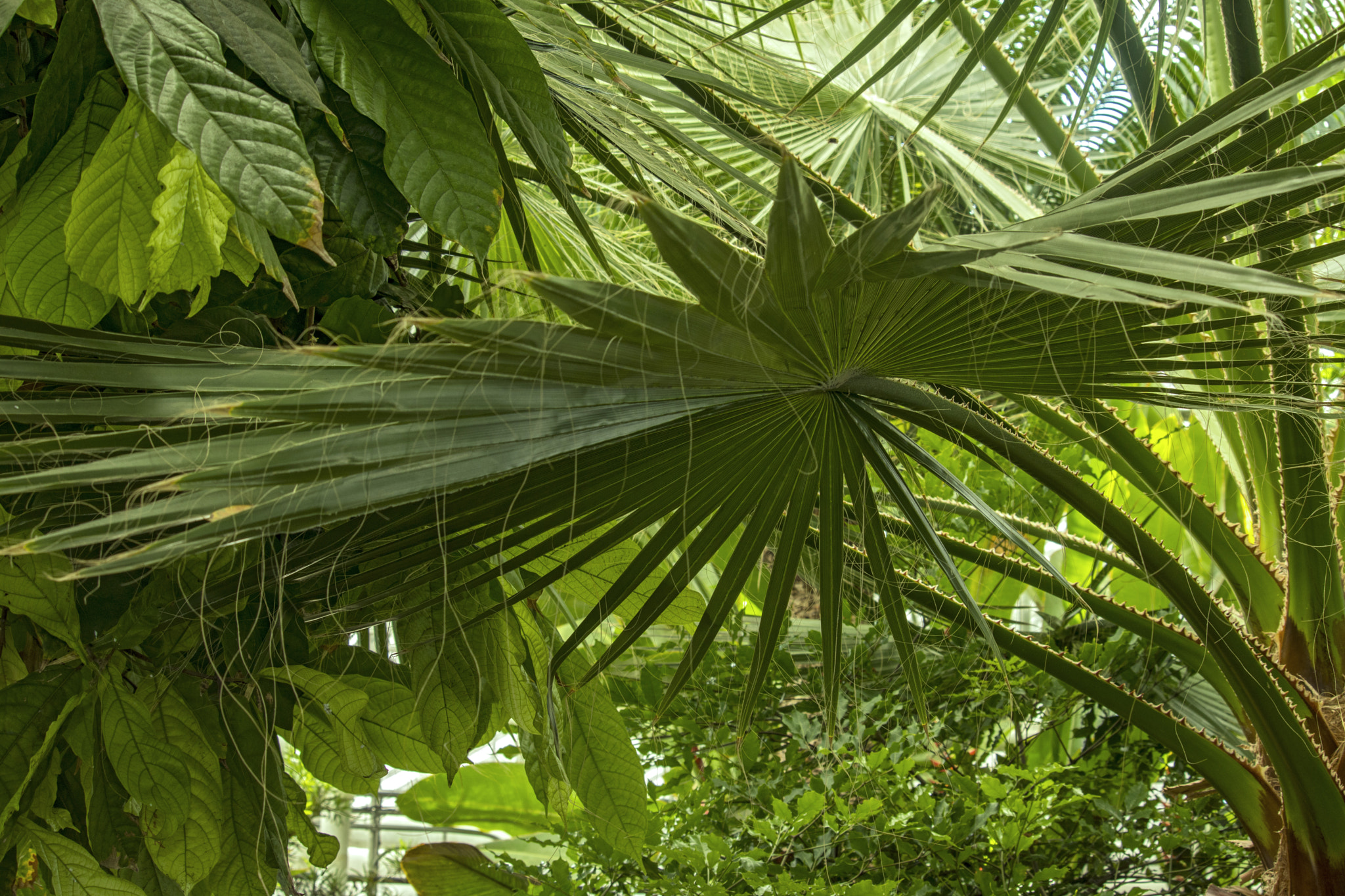 Canon EOS 760D (EOS Rebel T6s / EOS 8000D) sample photo. Plants in the oak park conservatory photography
