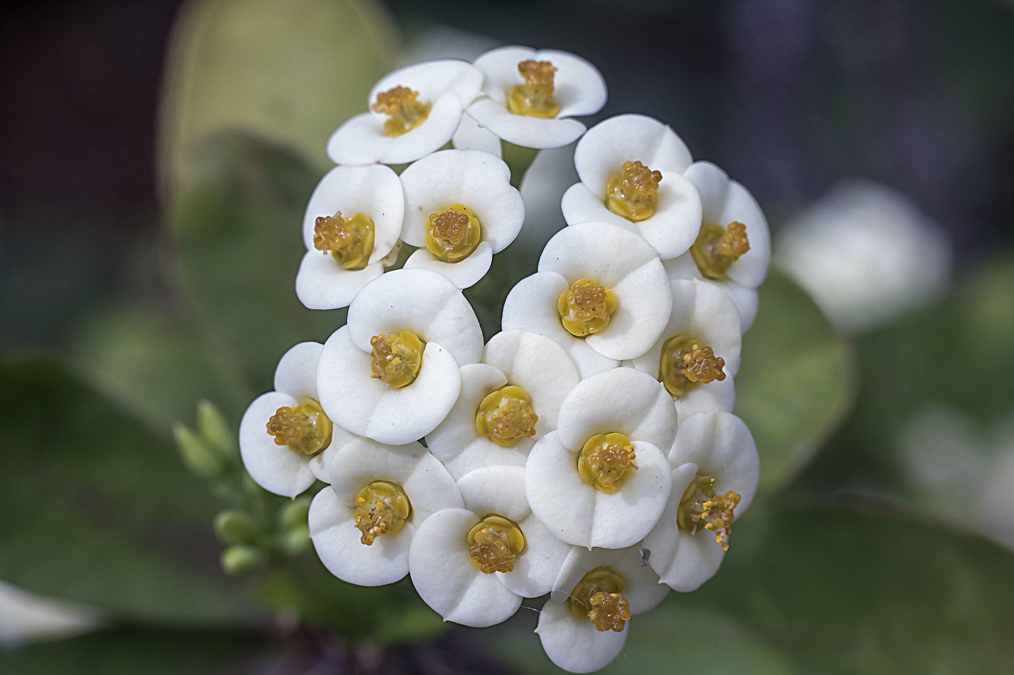 Canon EOS 760D (EOS Rebel T6s / EOS 8000D) + Canon EF 50mm F1.8 II sample photo. Plants in the oak park conservatory photography