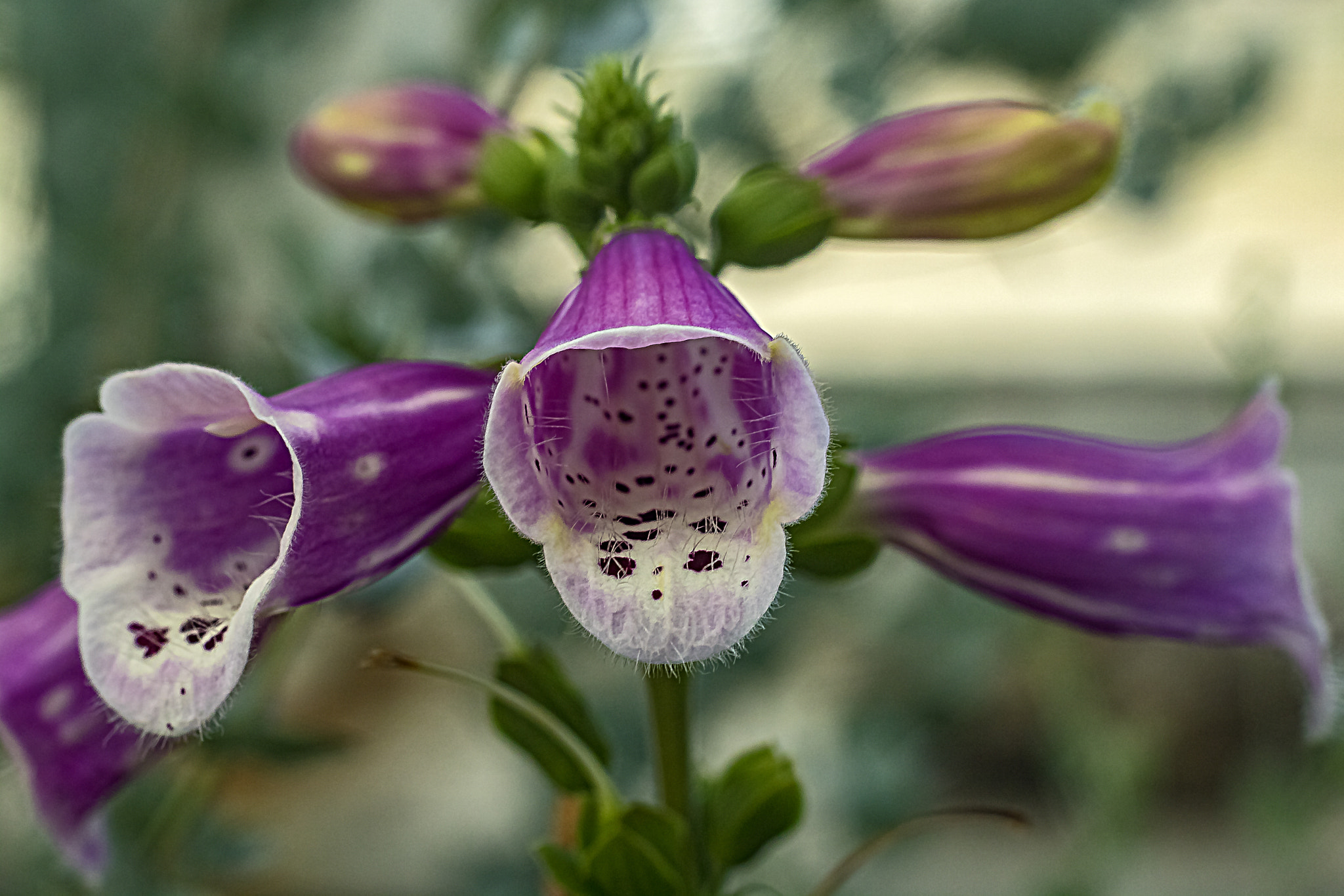 Canon EOS 760D (EOS Rebel T6s / EOS 8000D) + Canon EF 50mm F1.8 II sample photo. Plants in the oak park conservatory photography