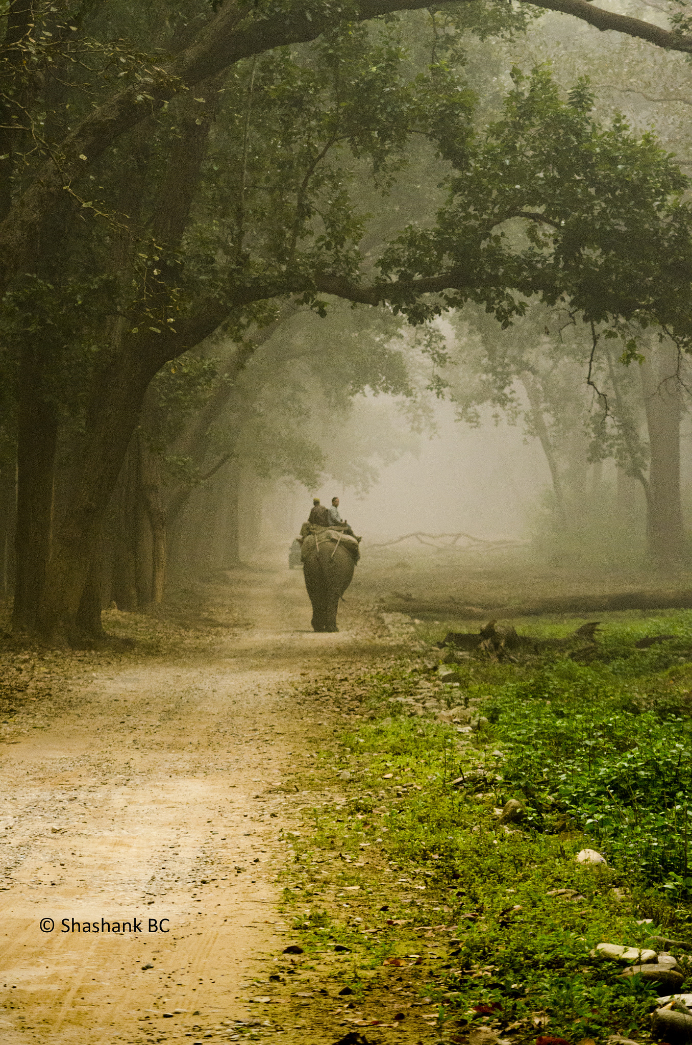 Nikon AF-S Nikkor 70-200mm F2.8G ED VR II sample photo. Mystical! photography