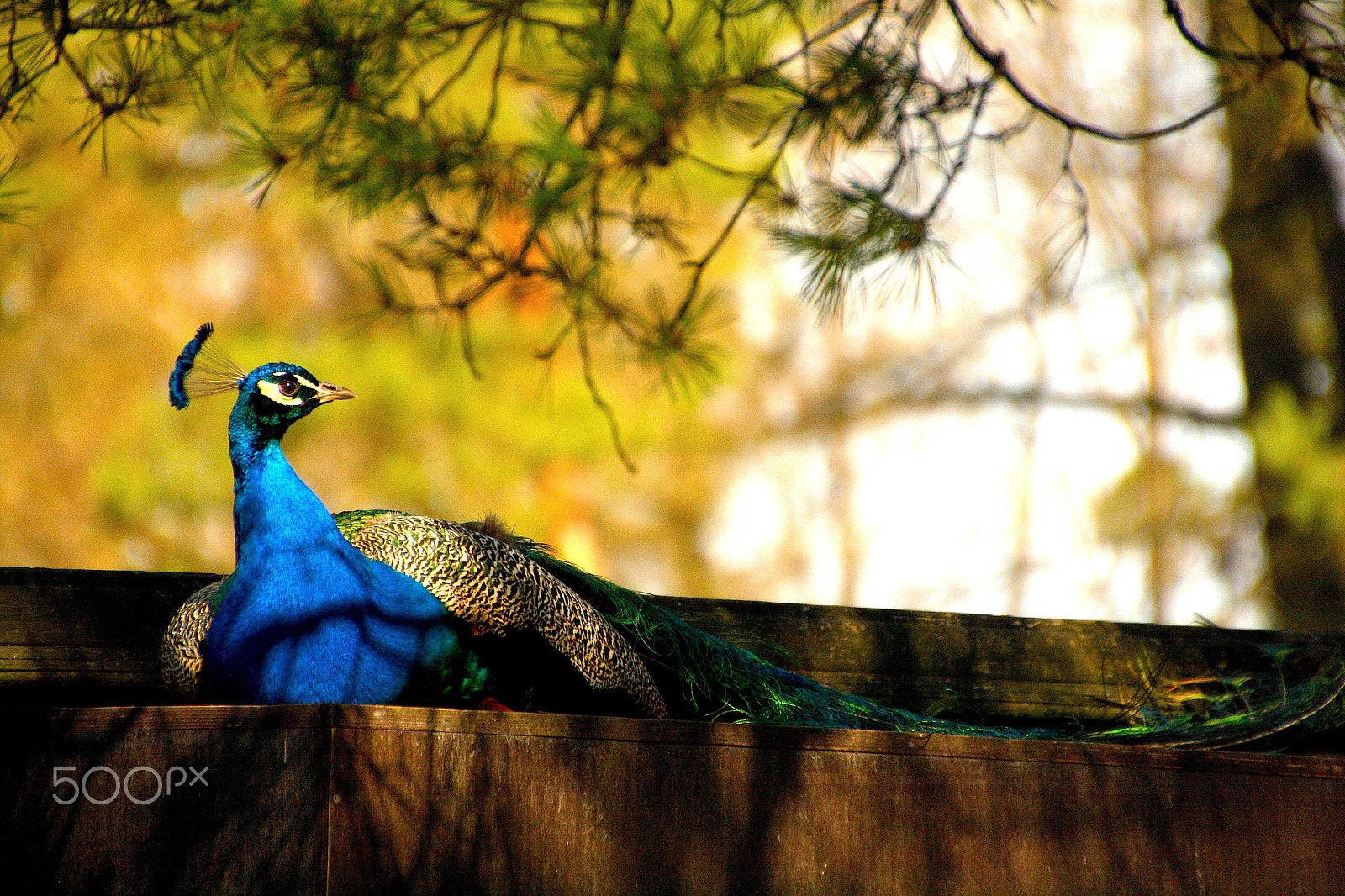 Canon EOS 1000D (EOS Digital Rebel XS / EOS Kiss F) sample photo. Beauty with exclusivity photography