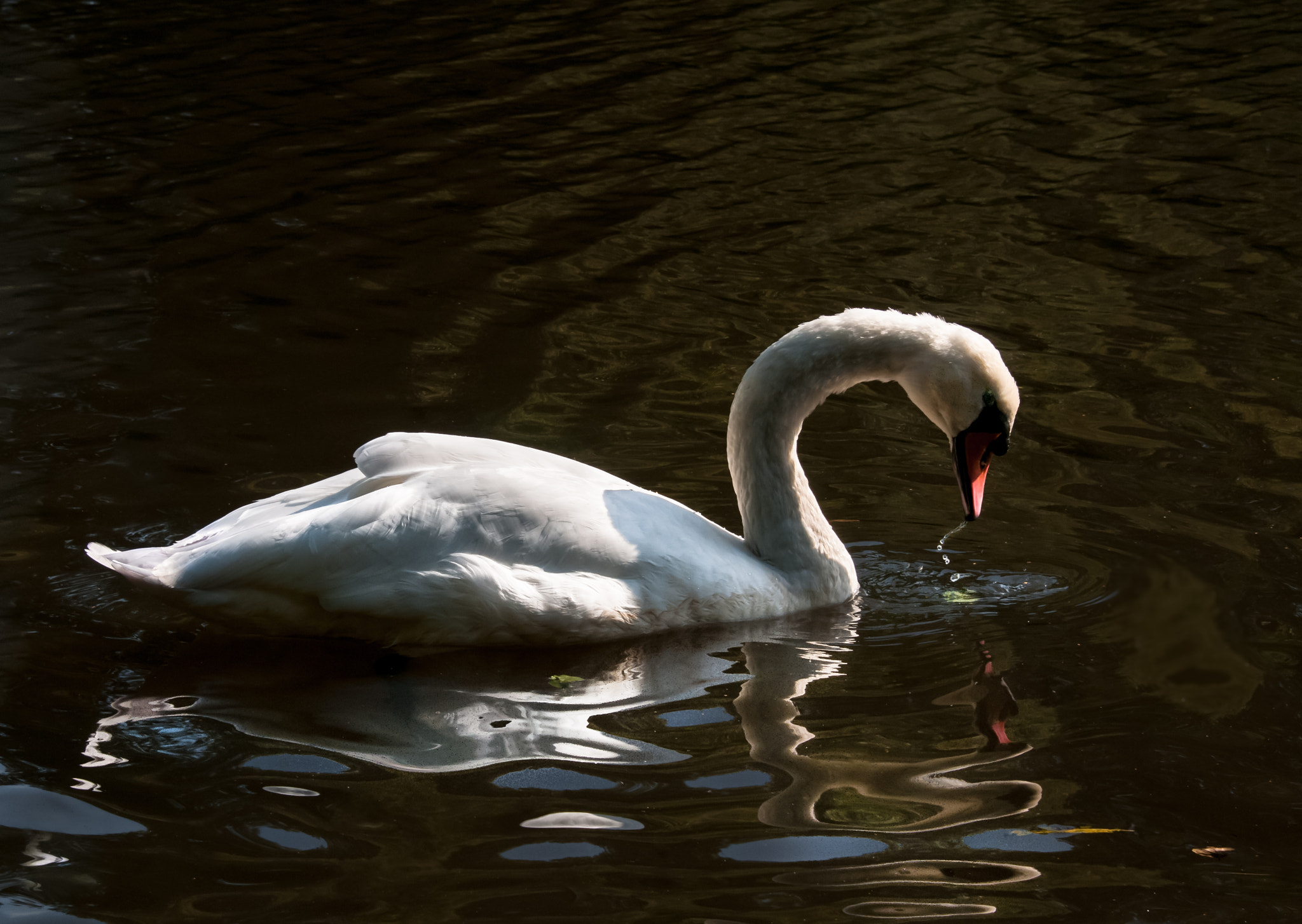 Nikon D300S sample photo. `a la couleur photography