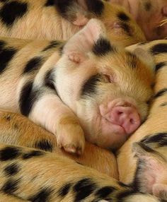 sweet baby pig