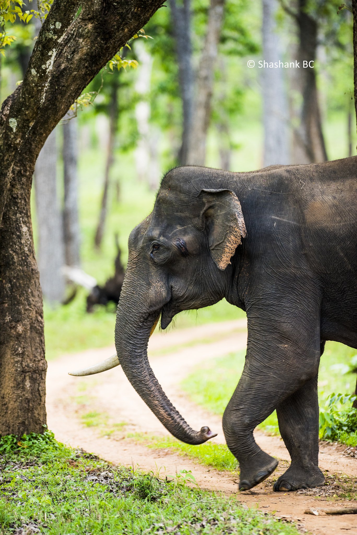 Nikon AF-S Nikkor 300mm F2.8G ED-IF VR sample photo. The lone tusker! photography