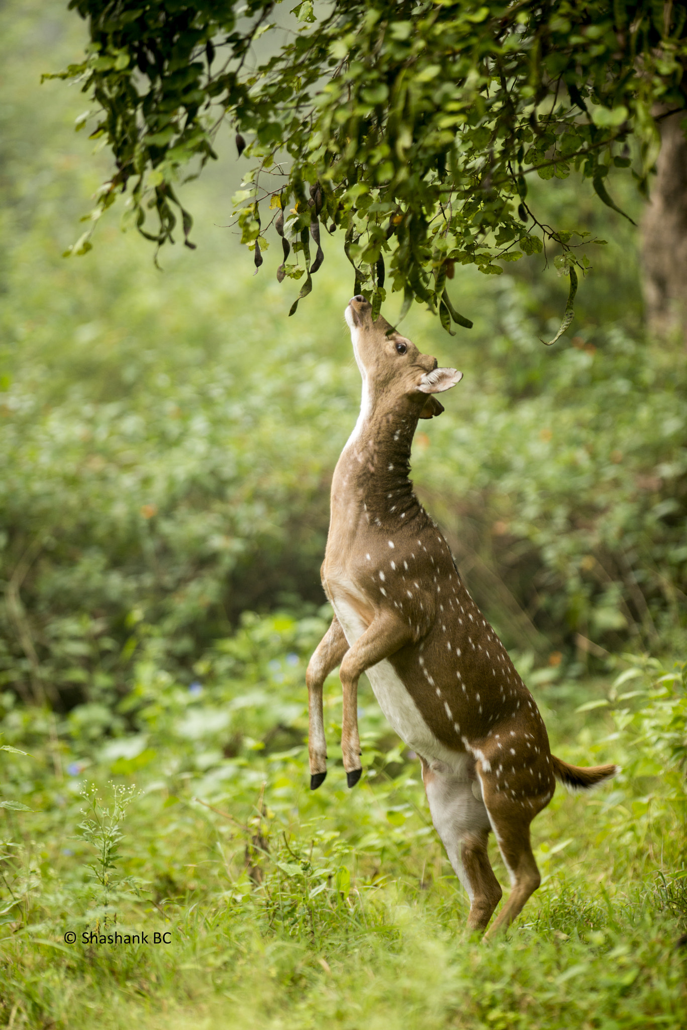Nikon AF-S Nikkor 300mm F2.8G ED-IF VR sample photo. Acrobatic commoner.  photography
