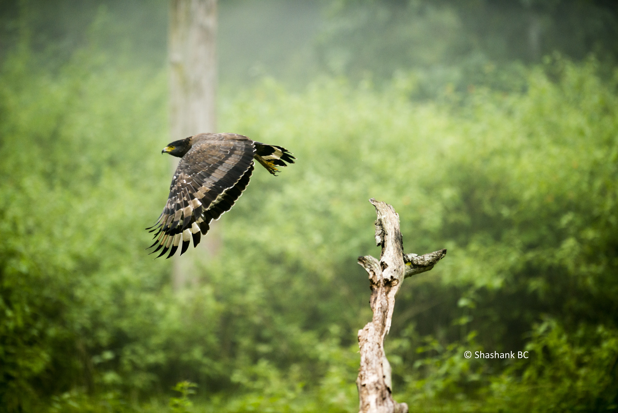 Nikon AF-S Nikkor 300mm F2.8G ED-IF VR sample photo. Serpent eagle.. photography