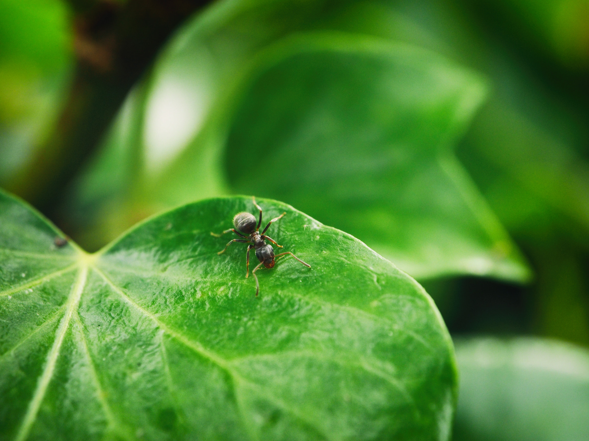 Olympus OM-D E-M1 + OLYMPUS M.12-50mm F3.5-6.3 sample photo. Little black ant liasus niger photography
