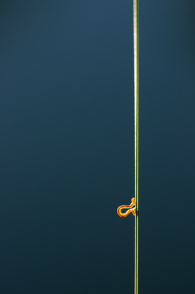 Sigma 105mm F2.8 EX DG OS HSM sample photo. Pole dance photography