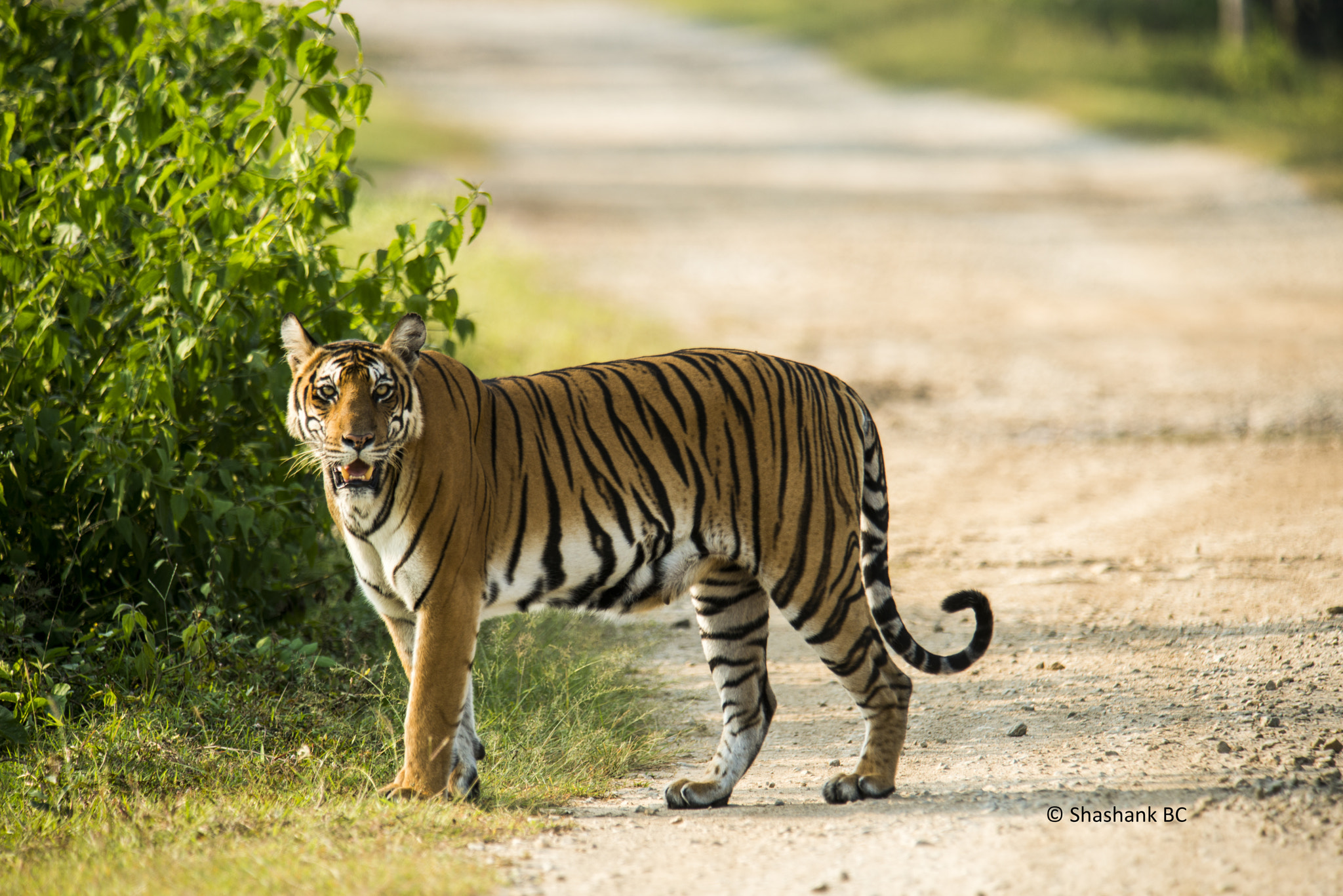 Nikon D800 + Nikon AF-S Nikkor 300mm F2.8G ED-IF VR sample photo. The curious one! photography