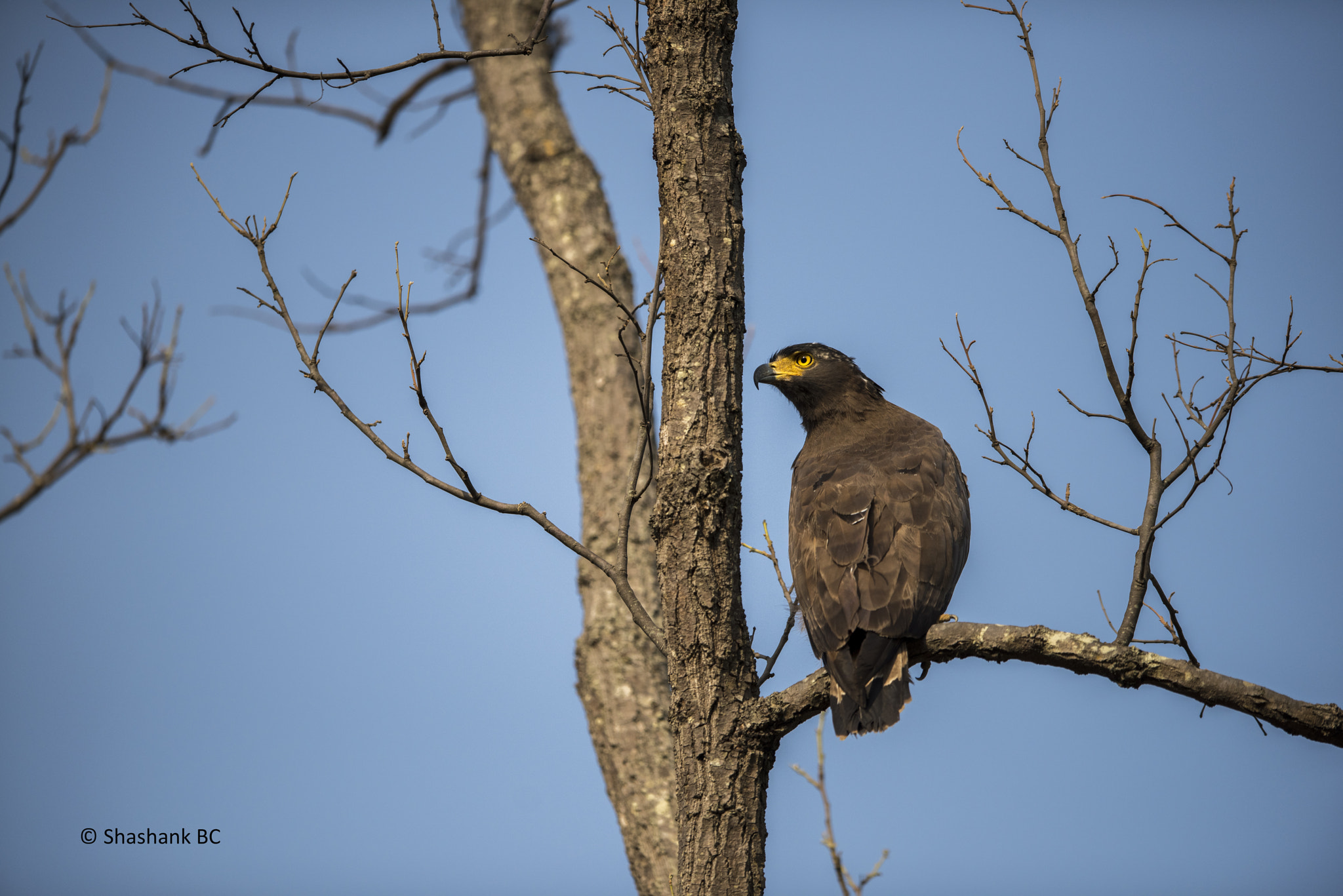Nikon AF-S Nikkor 400mm F2.8E FL ED VR sample photo. Crested serpent eagle photography