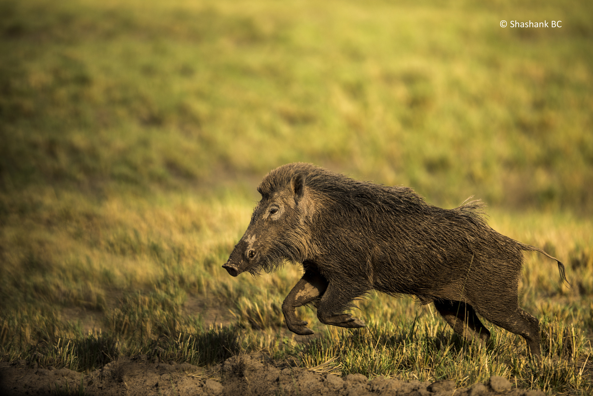 Nikon AF-S Nikkor 400mm F2.8E FL ED VR sample photo. Wild boar! photography
