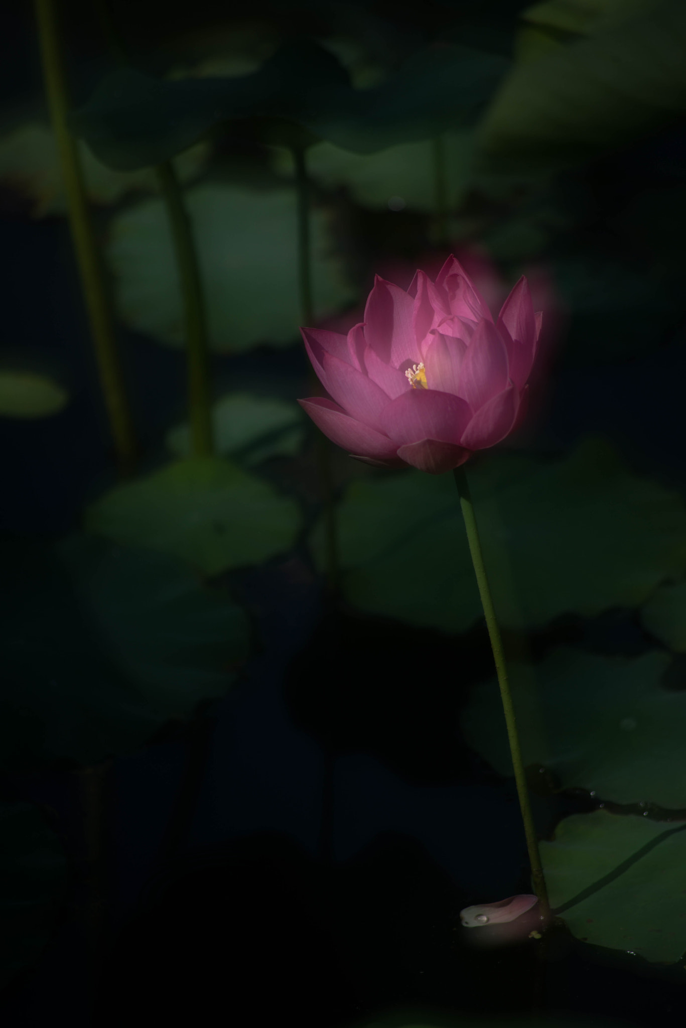 Sigma 70-300mm F4-5.6 APO DG Macro sample photo. One lotus photography