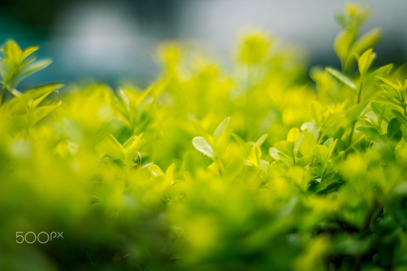 Canon EF 35-80mm f/4-5.6 sample photo. Hidding photography